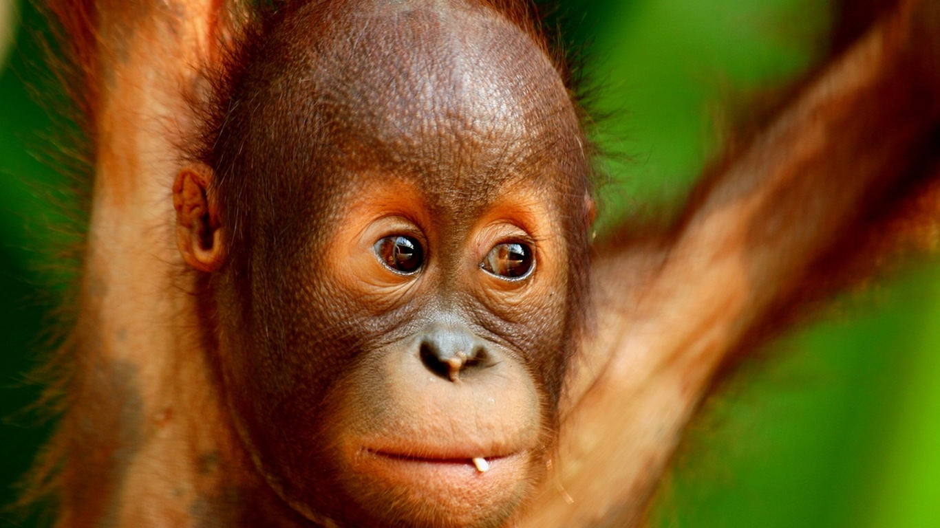 Orangutan Wallpapers