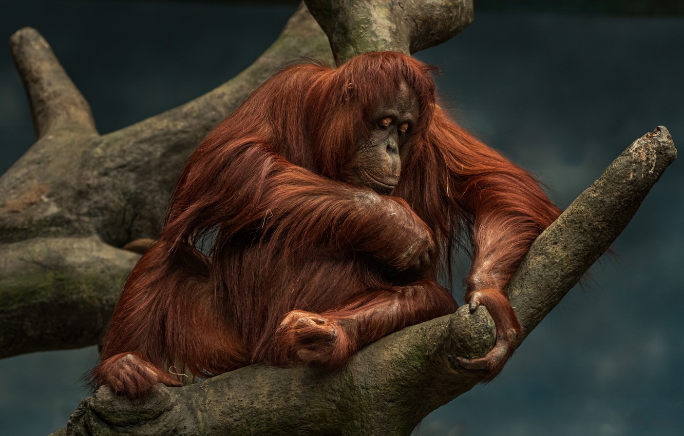 Orangutan Wallpapers