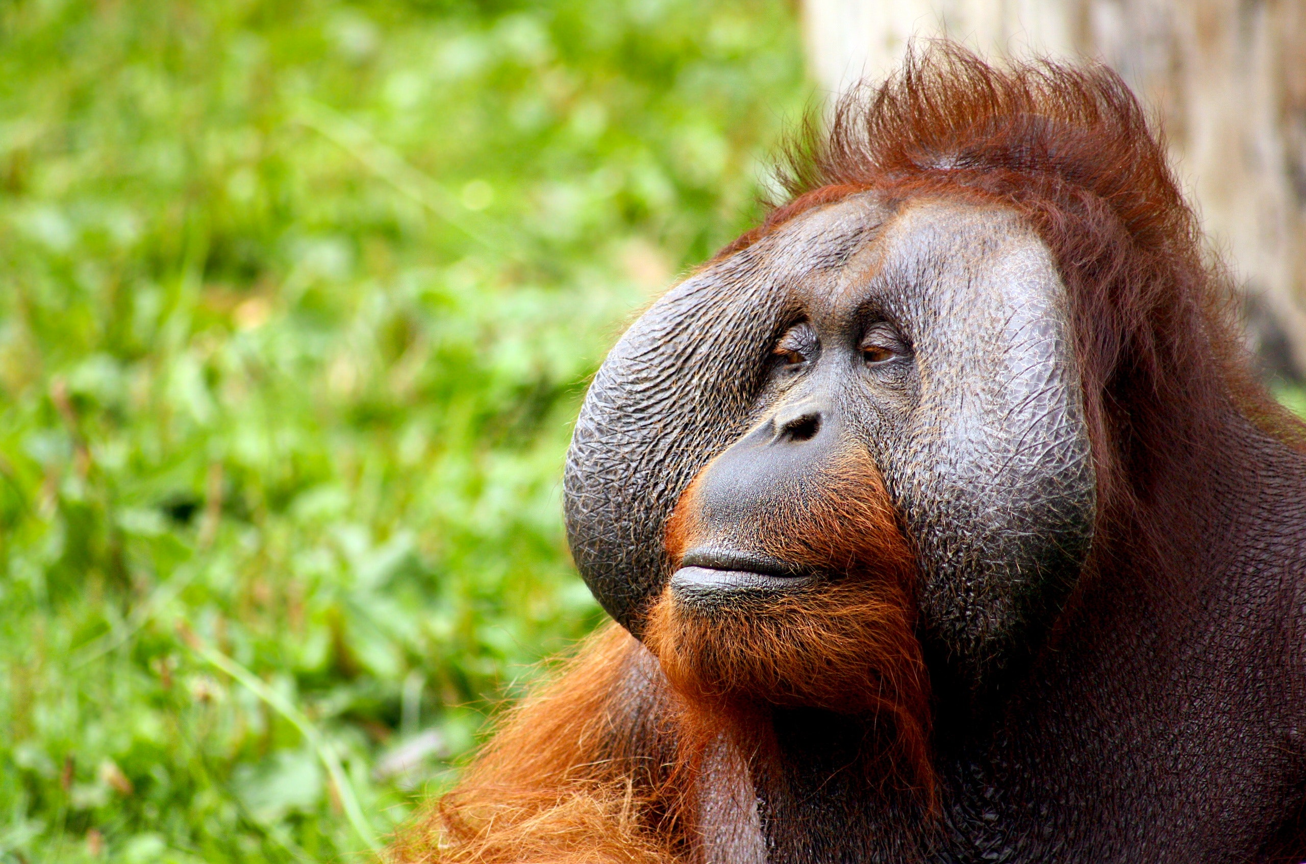 Orangutan Wallpapers