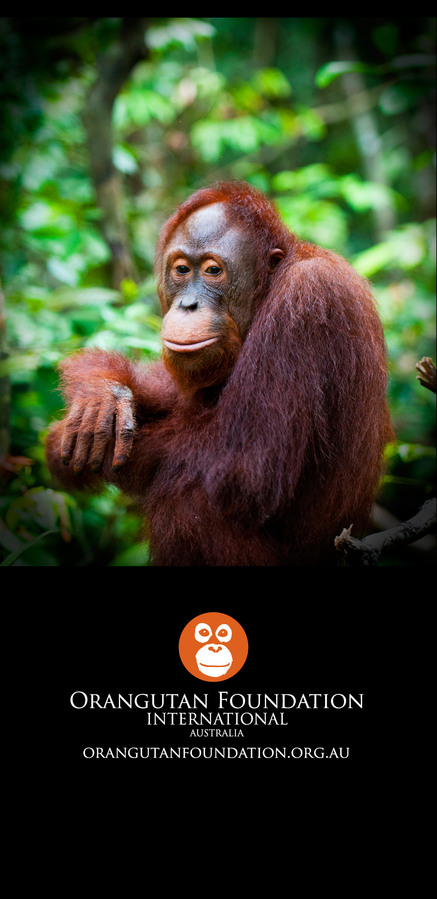 Orangutan Wallpapers