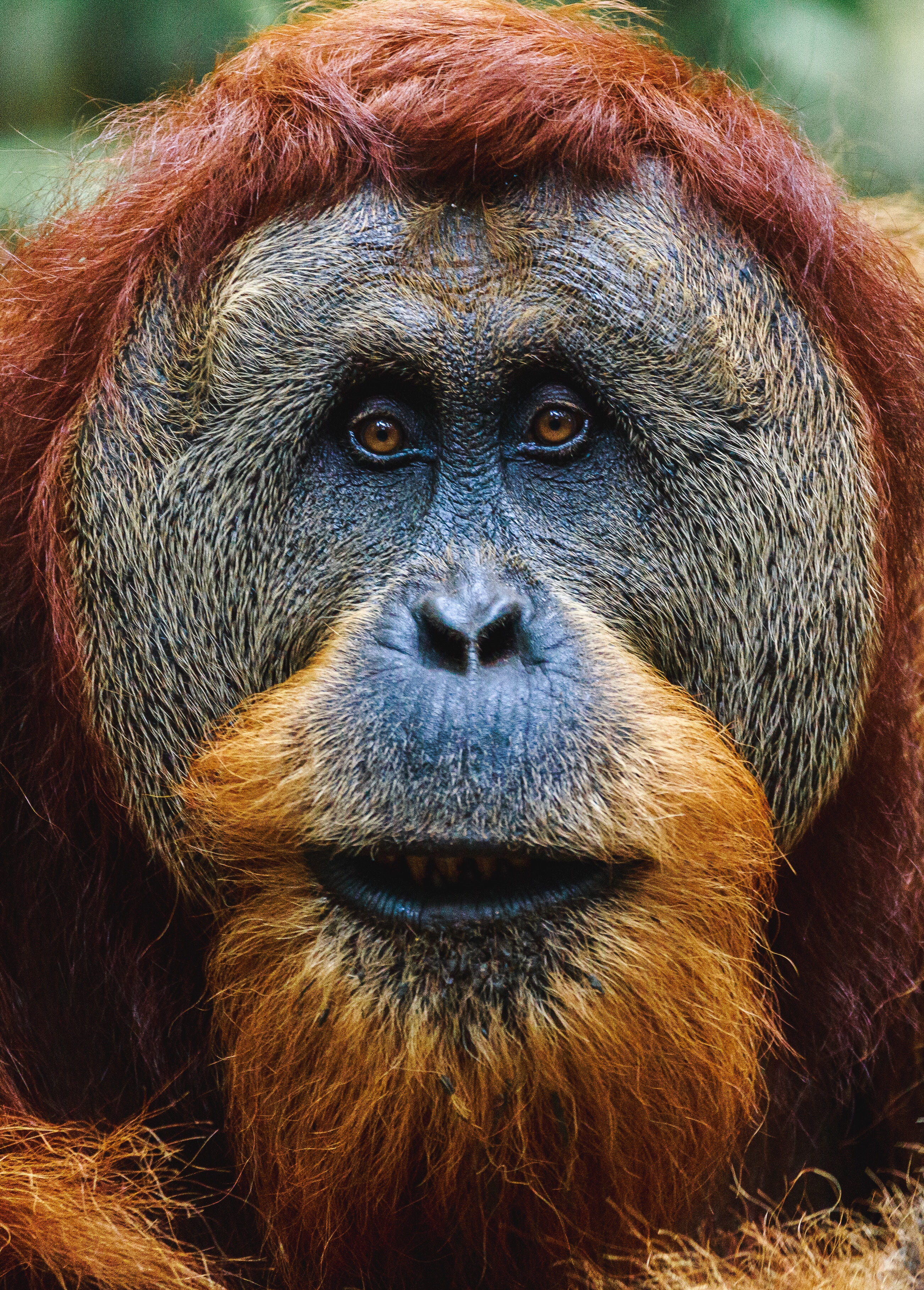 Orangutan Wallpapers