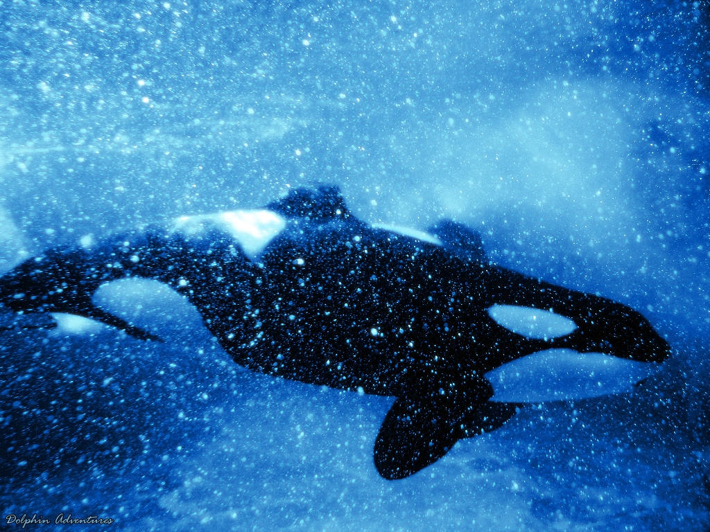 Orca Wallpapers