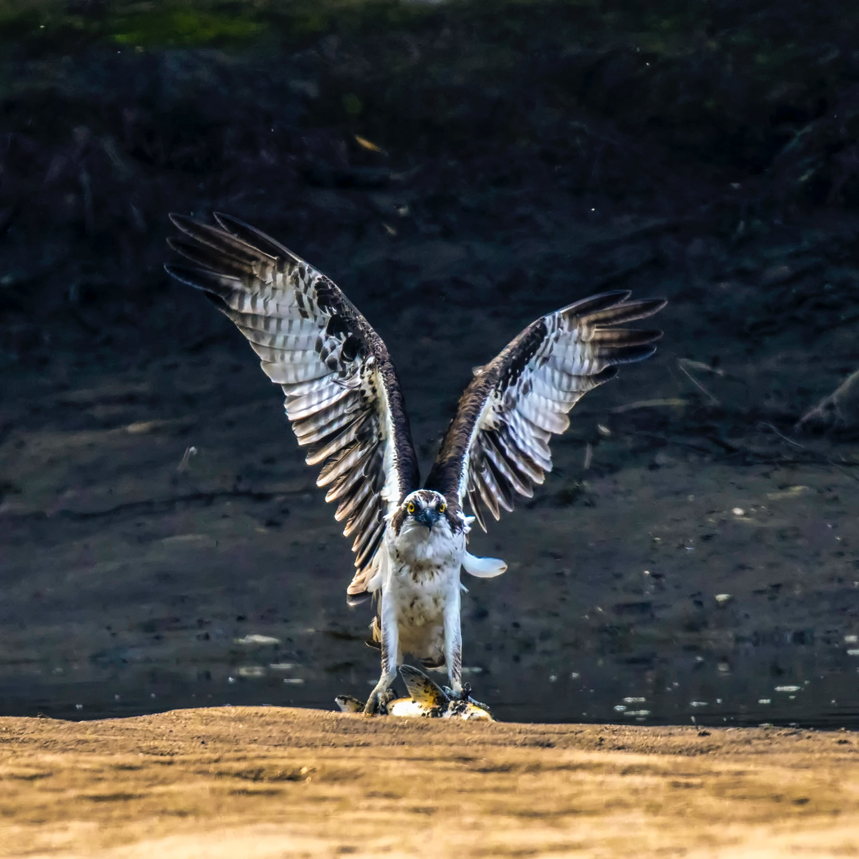 Osprey Wallpapers