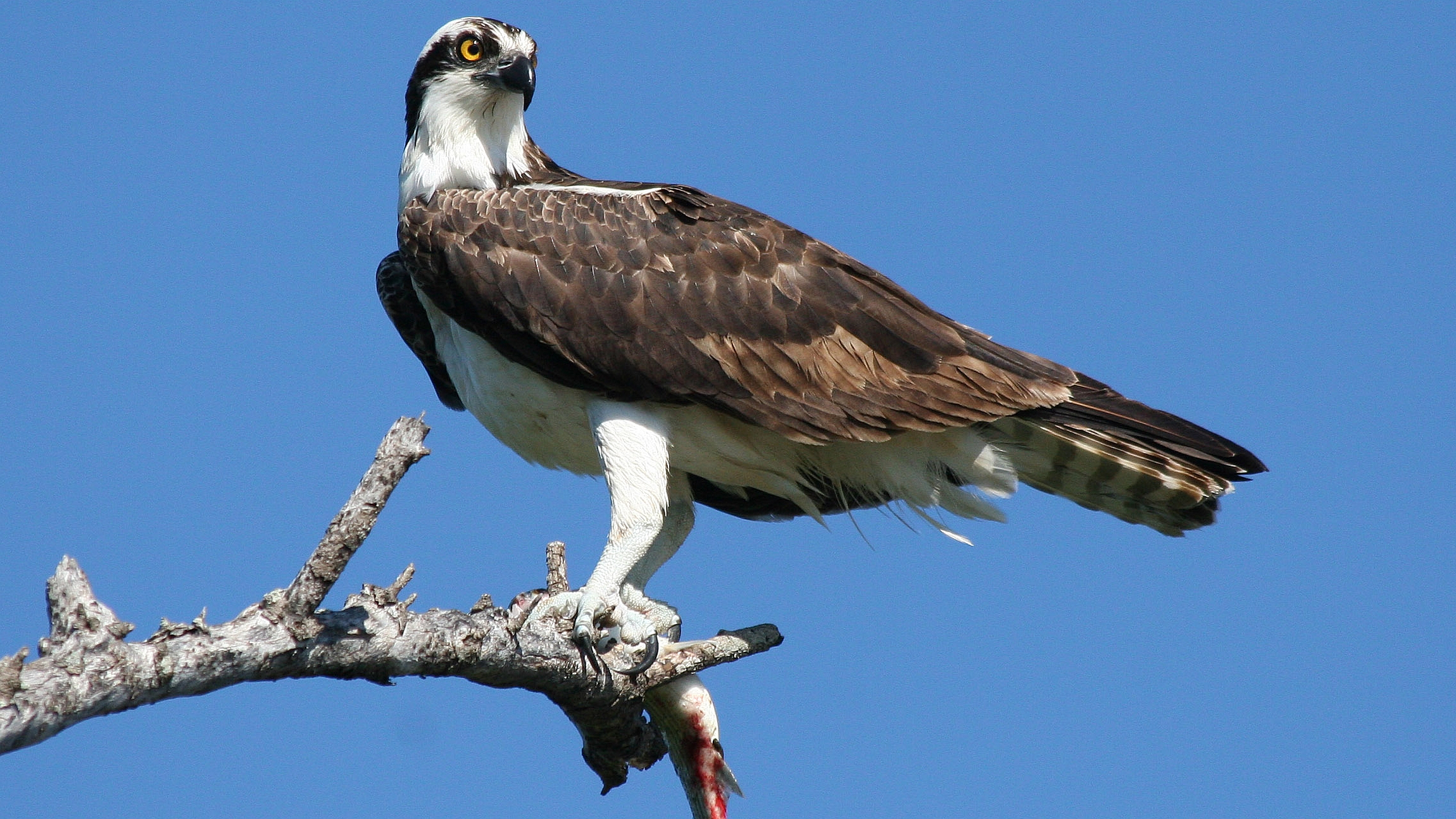 Osprey Wallpapers