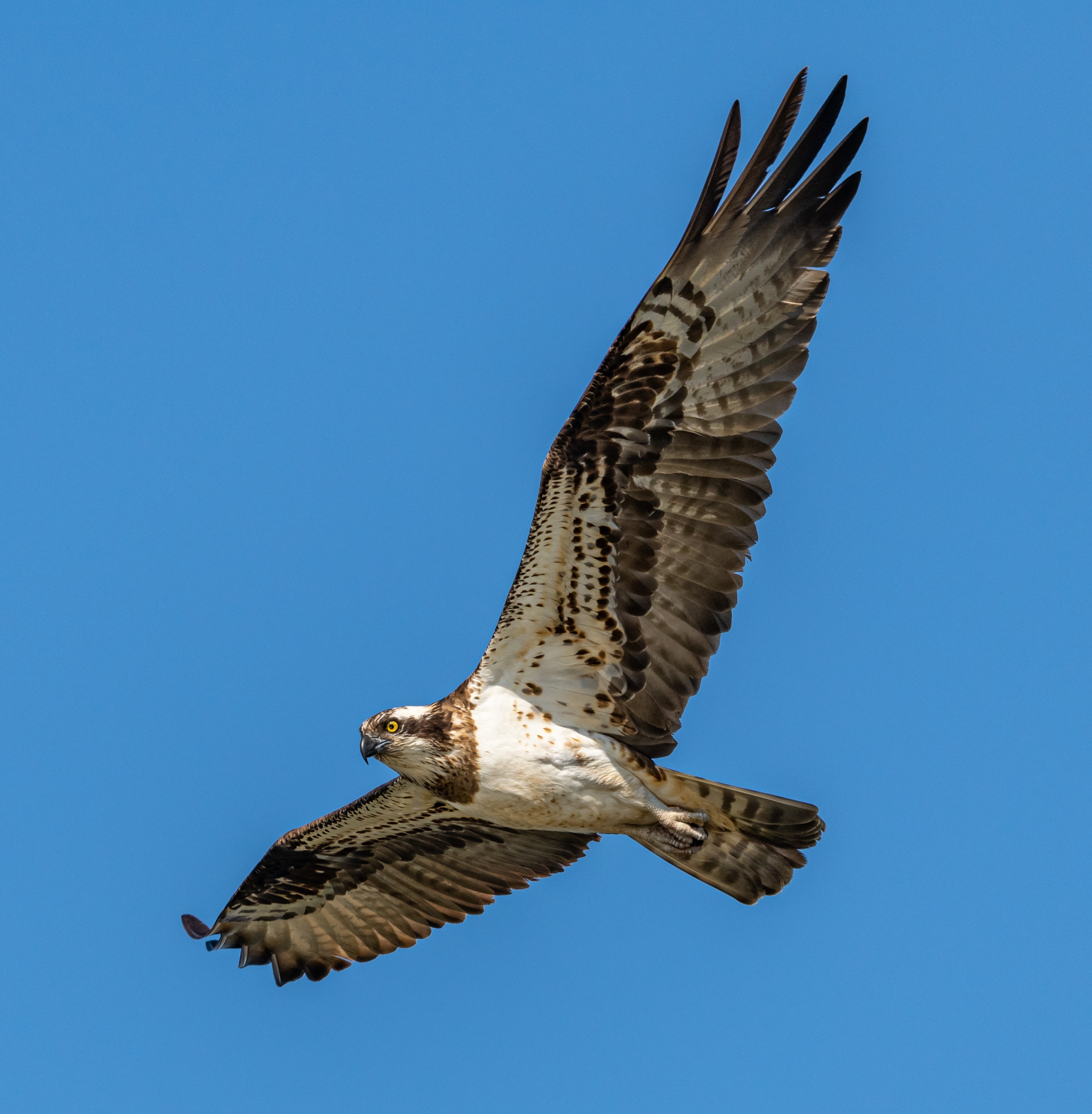 Osprey Wallpapers