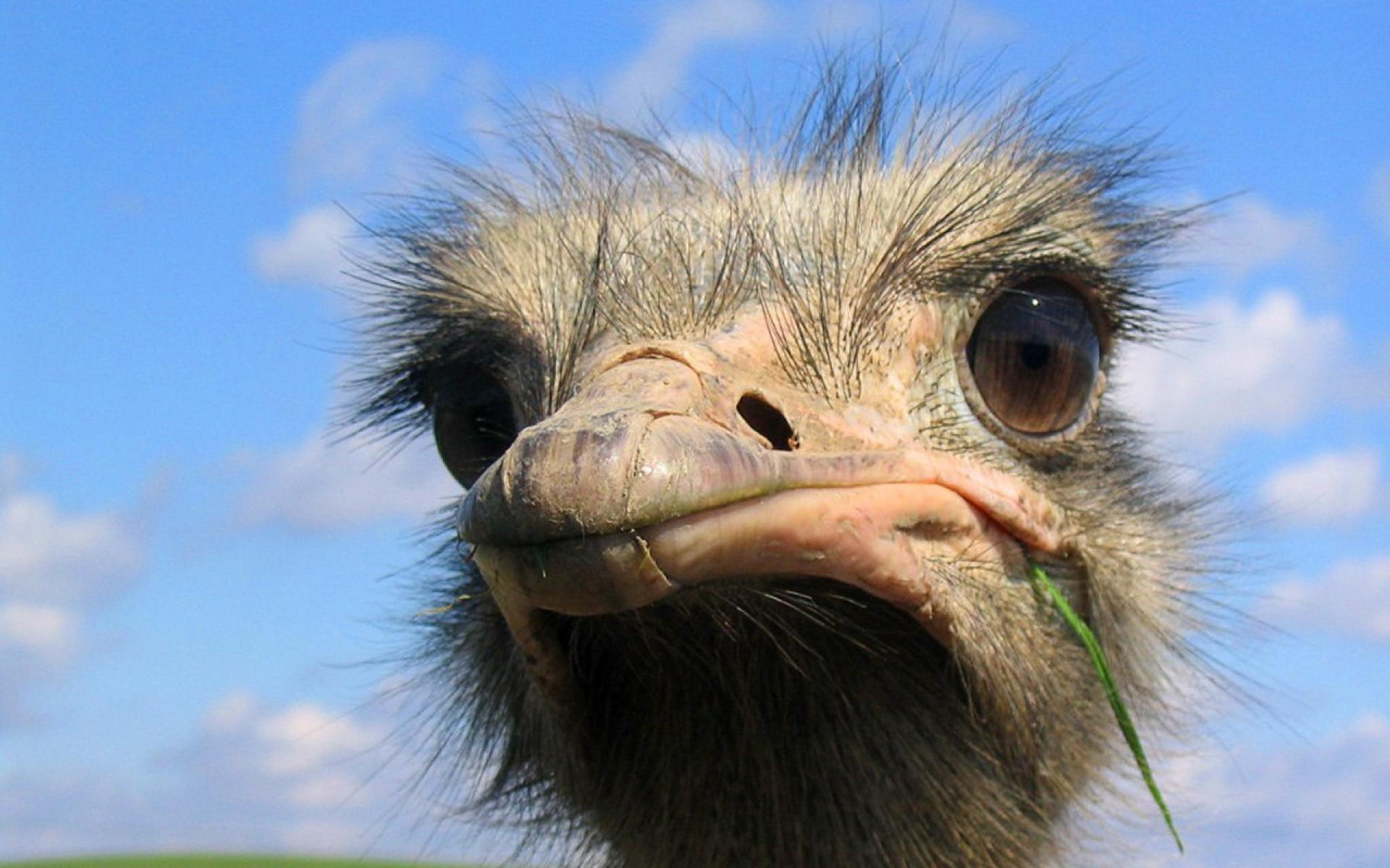 Ostrich Wallpapers