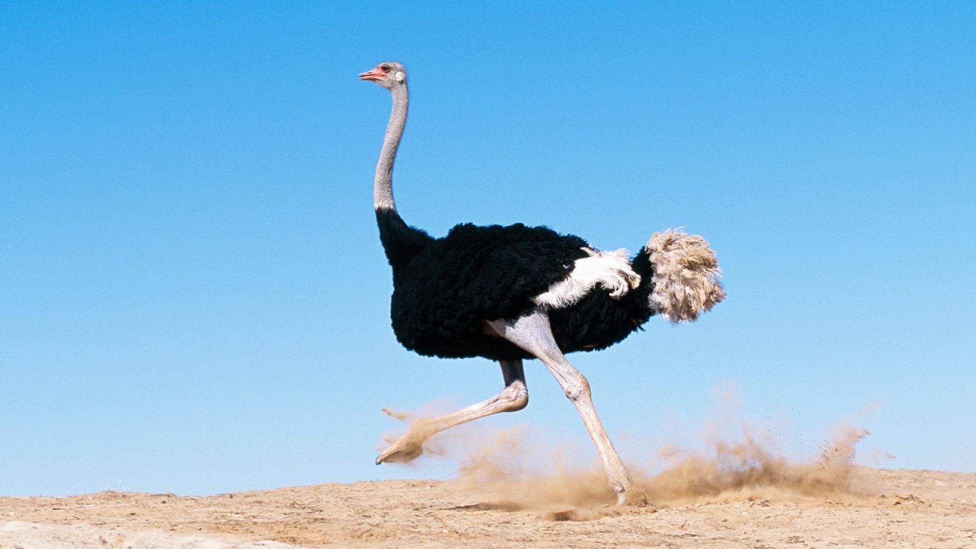 Ostrich Wallpapers