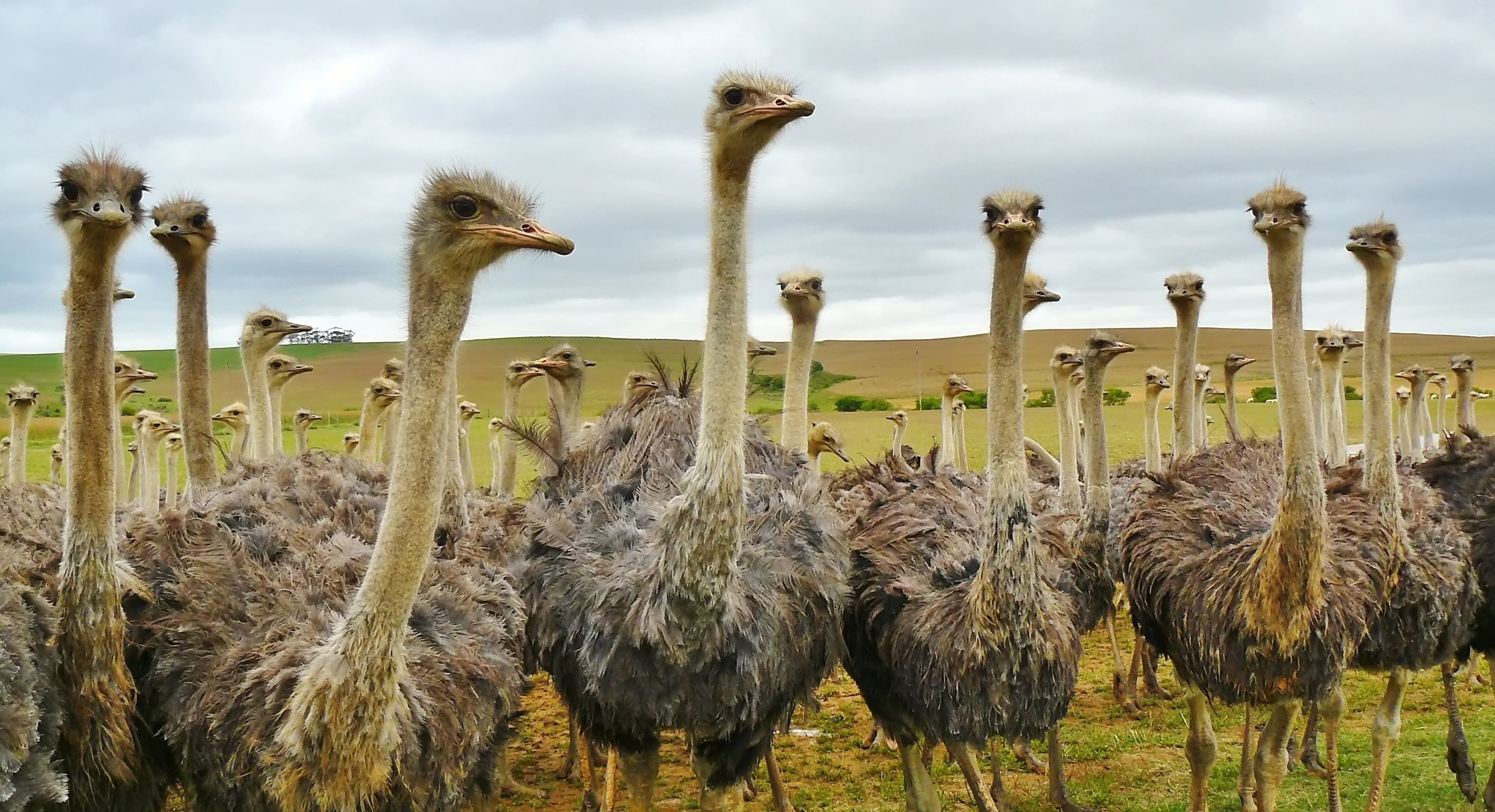 Ostrich Wallpapers