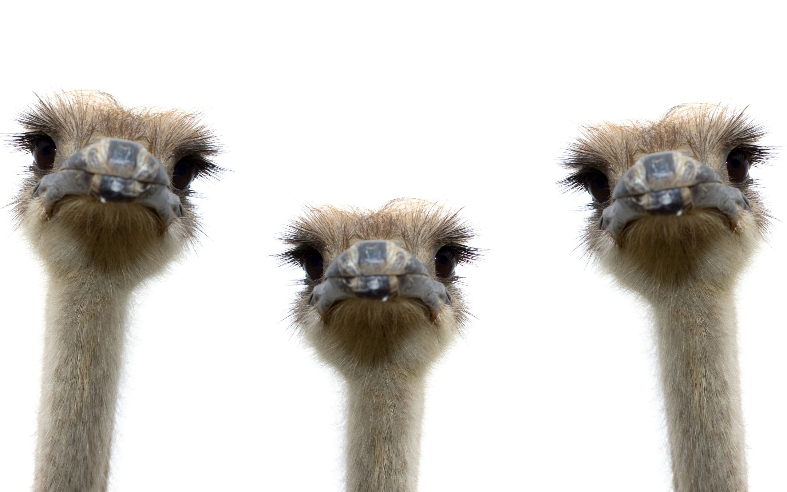 Ostrich Wallpapers