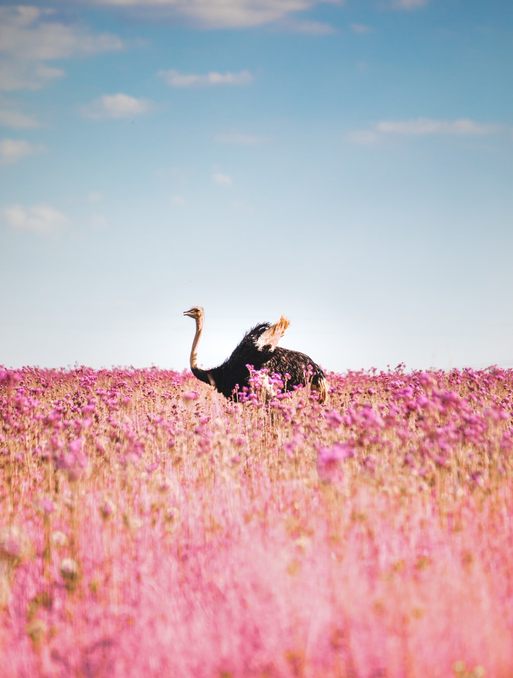 Ostrich Wallpapers