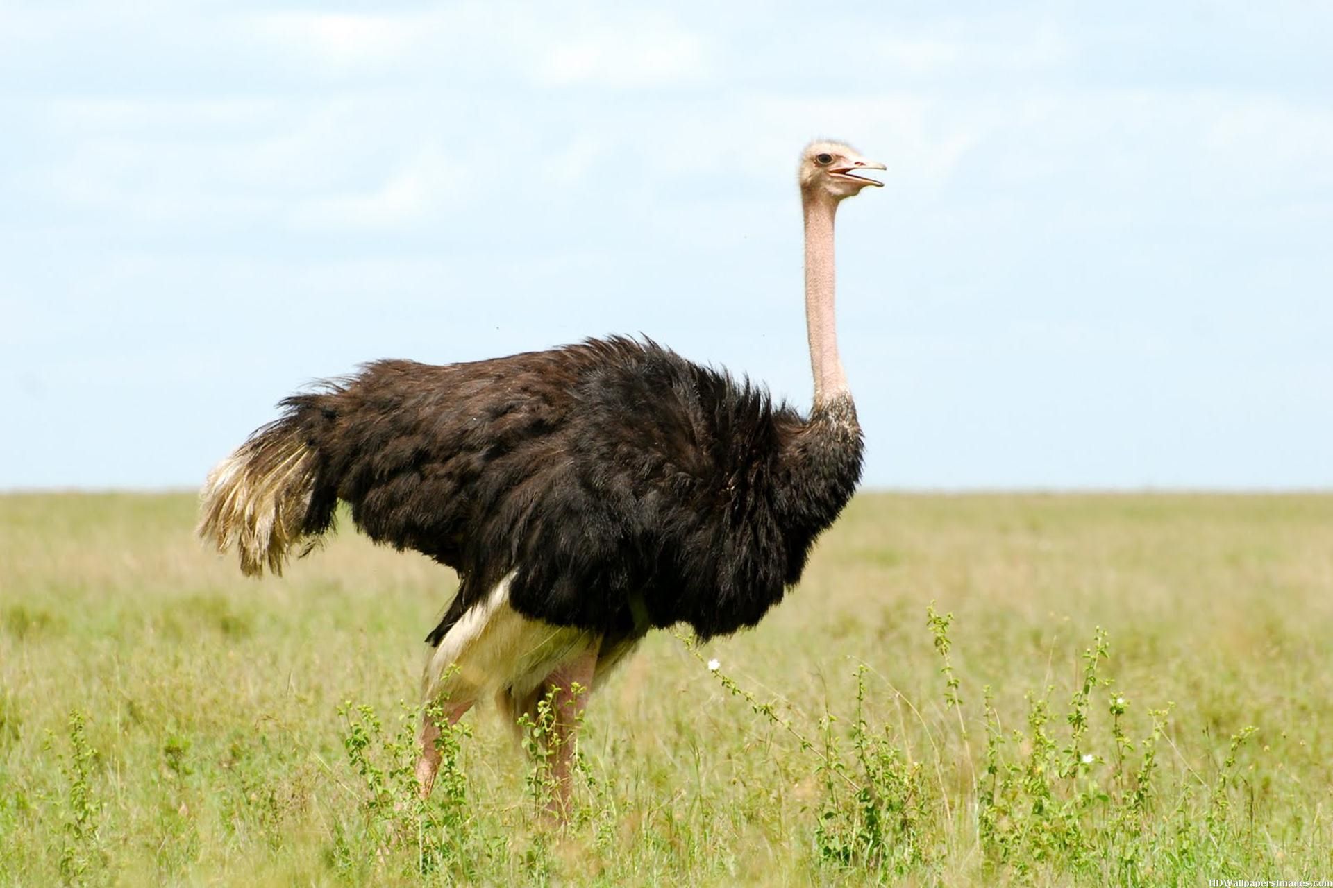 Ostrich Wallpapers