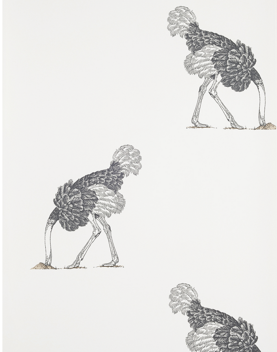 Ostrich Wallpapers