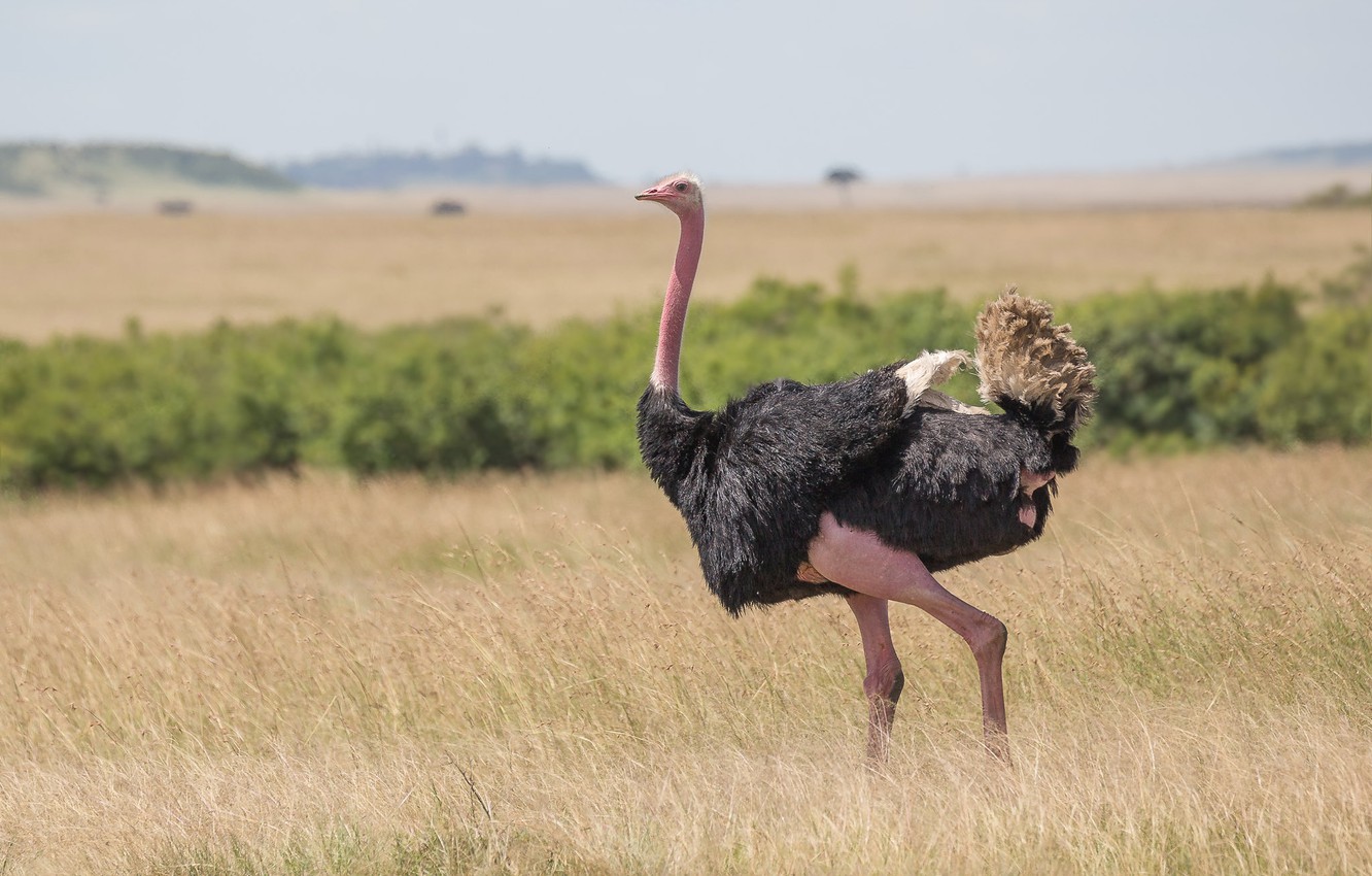 Ostrich Wallpapers