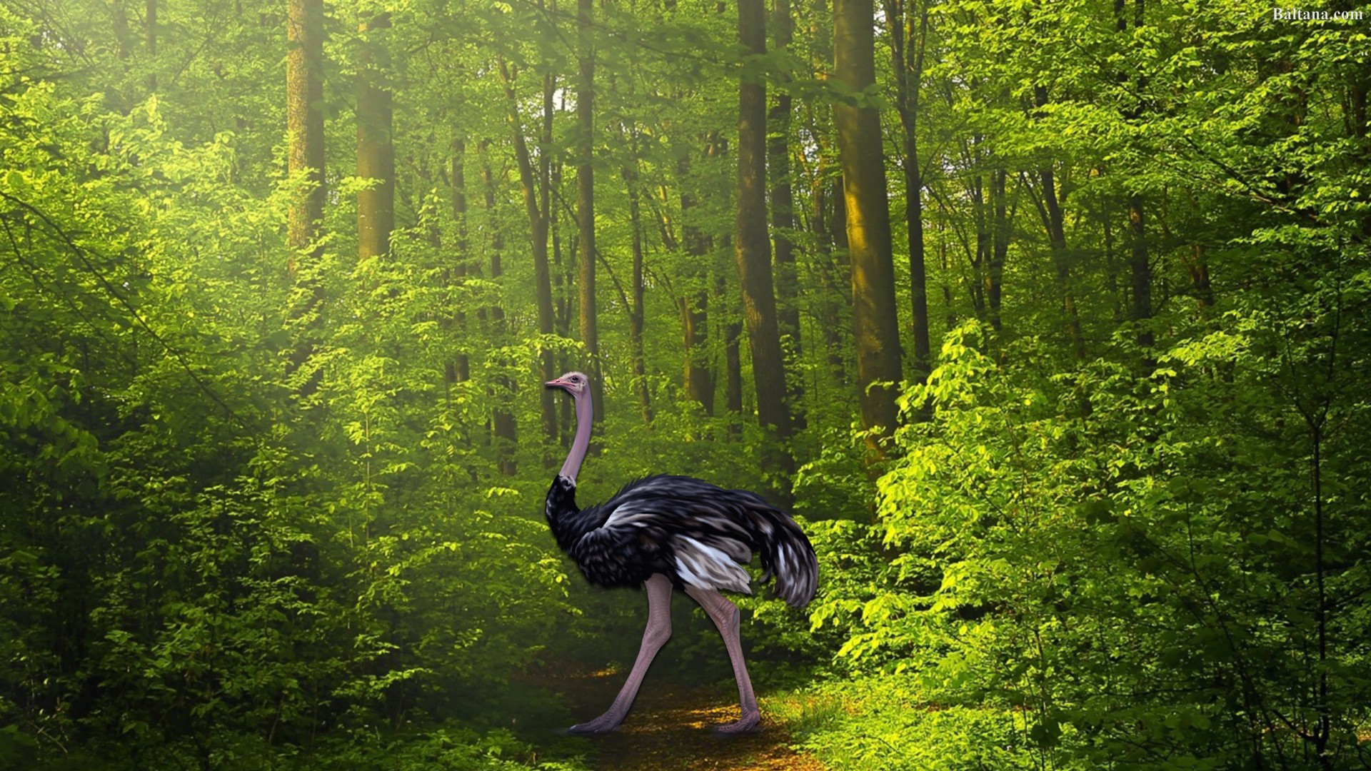 Ostrich Wallpapers