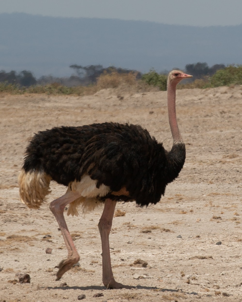 Ostrich Wallpapers