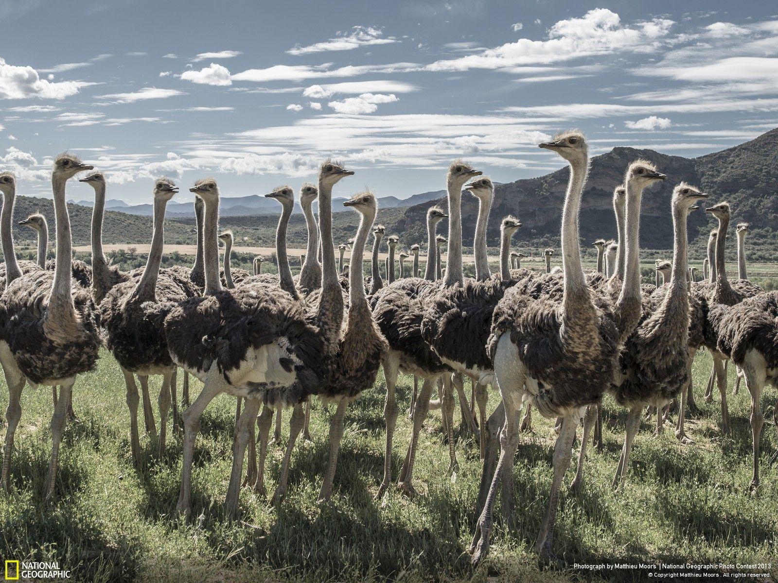 Ostrich Wallpapers