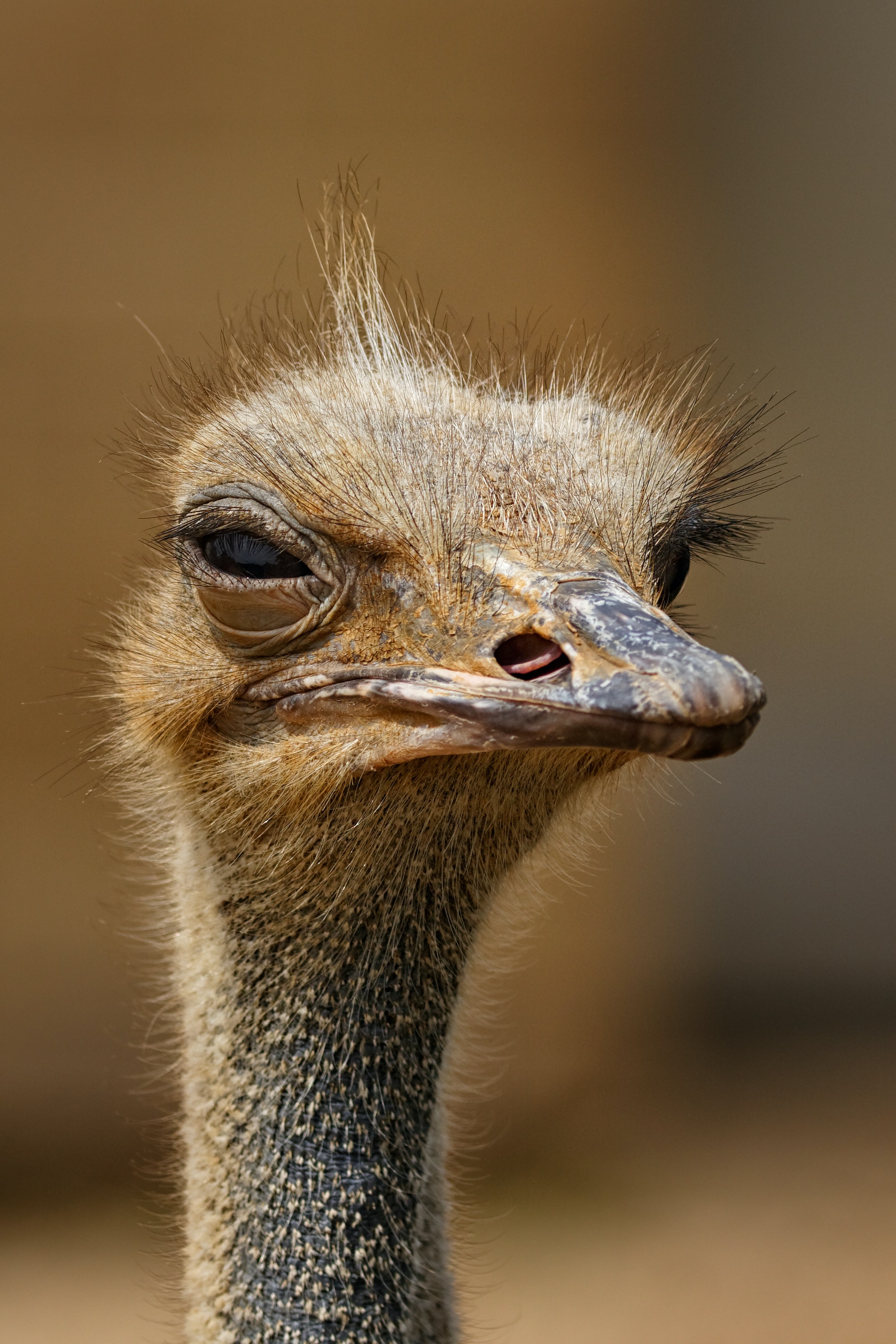 Ostrich Wallpapers