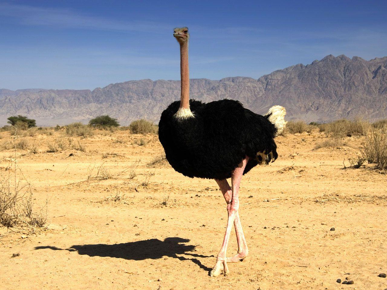 Ostrich Wallpapers