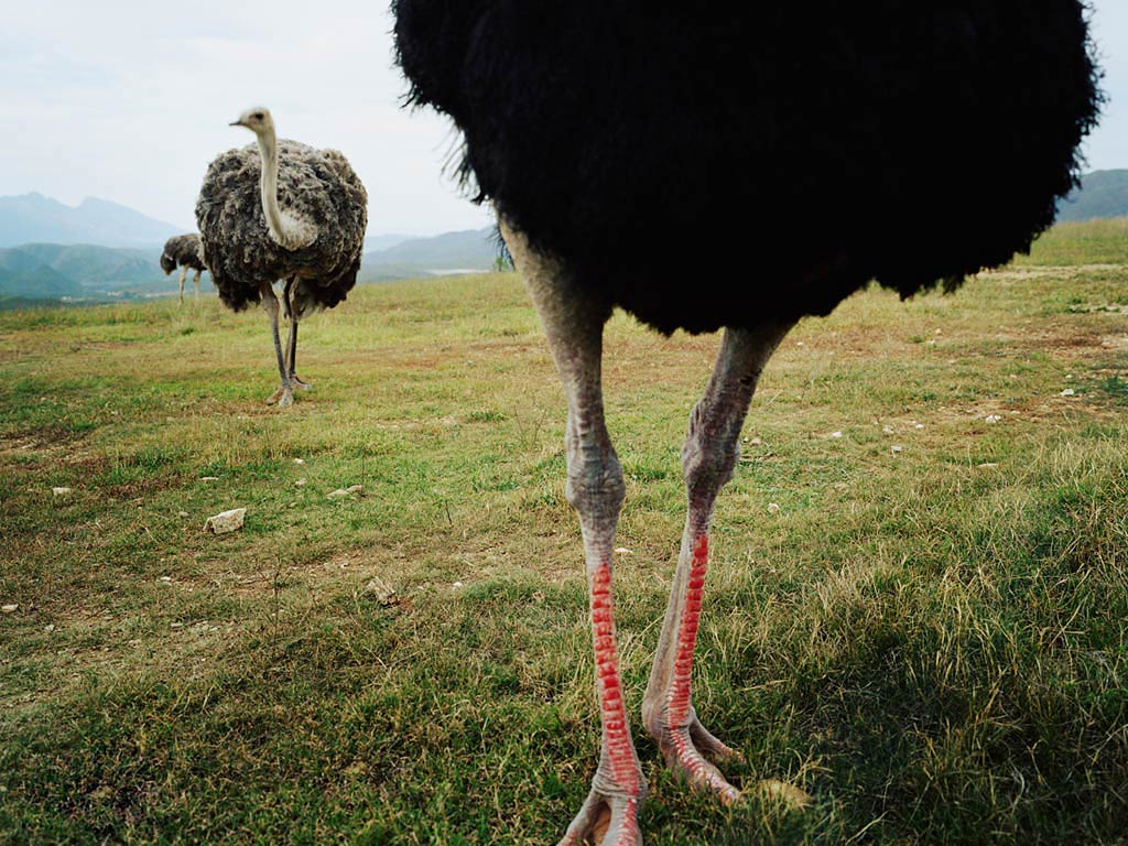 Ostrich Wallpapers