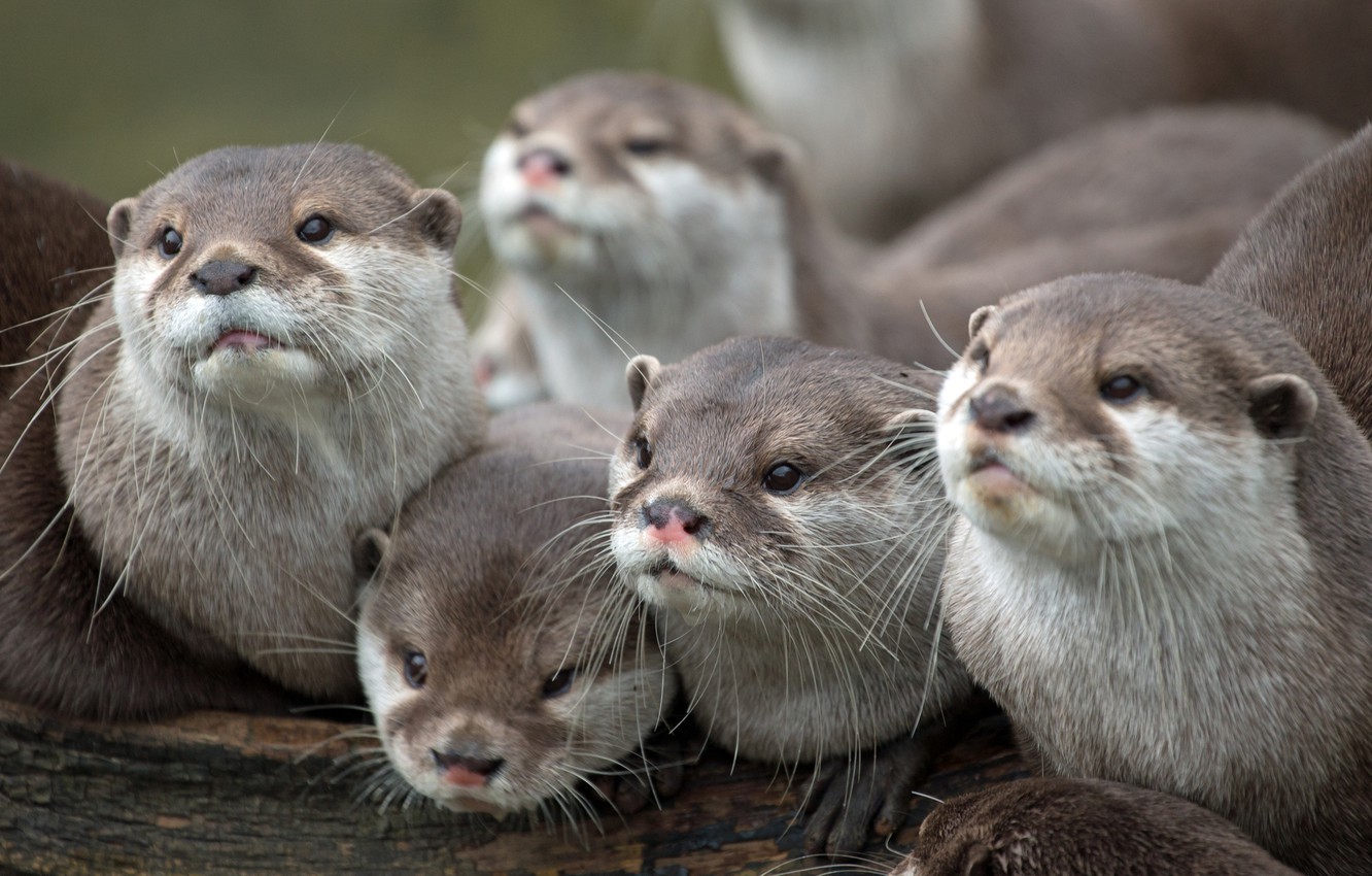 Otter Wallpapers