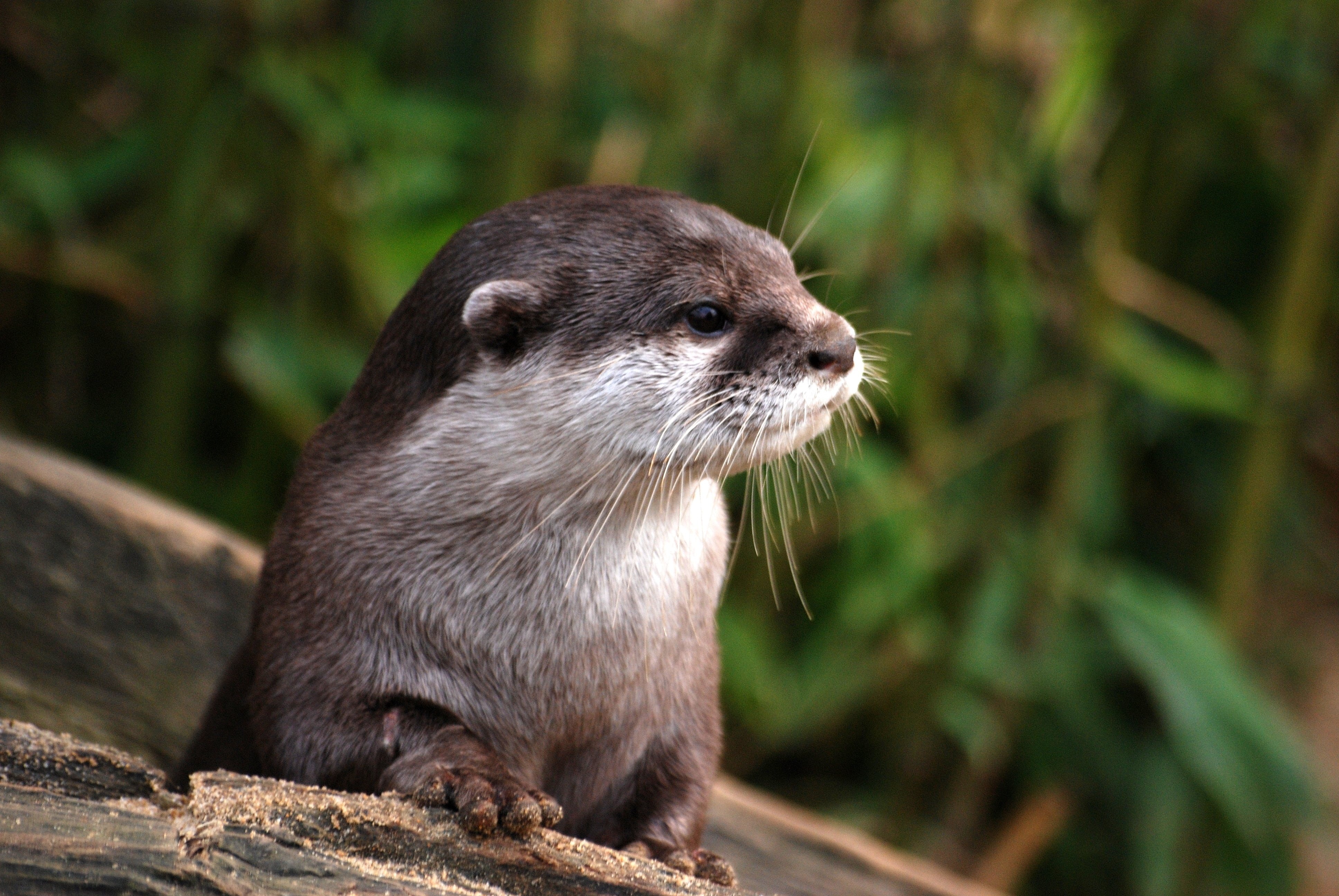 Otter Wallpapers