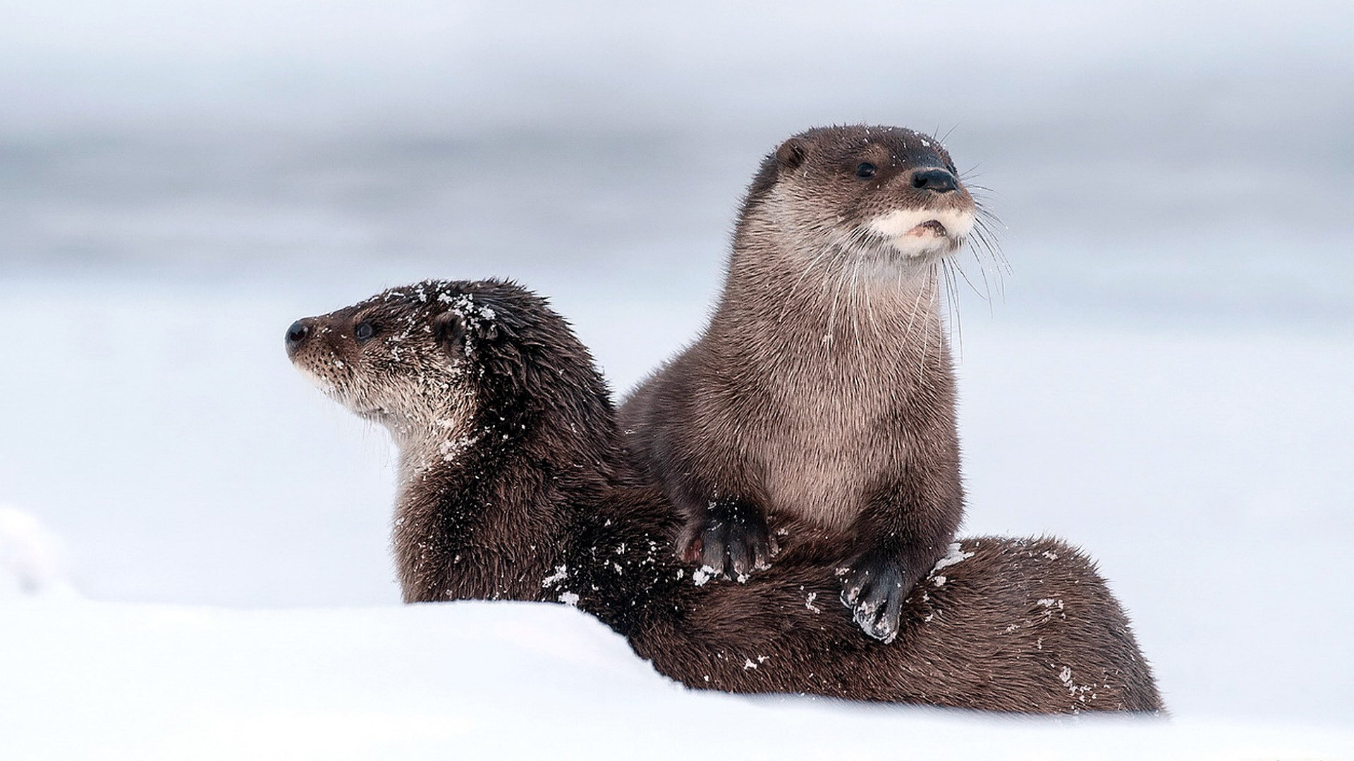 Otter Wallpapers