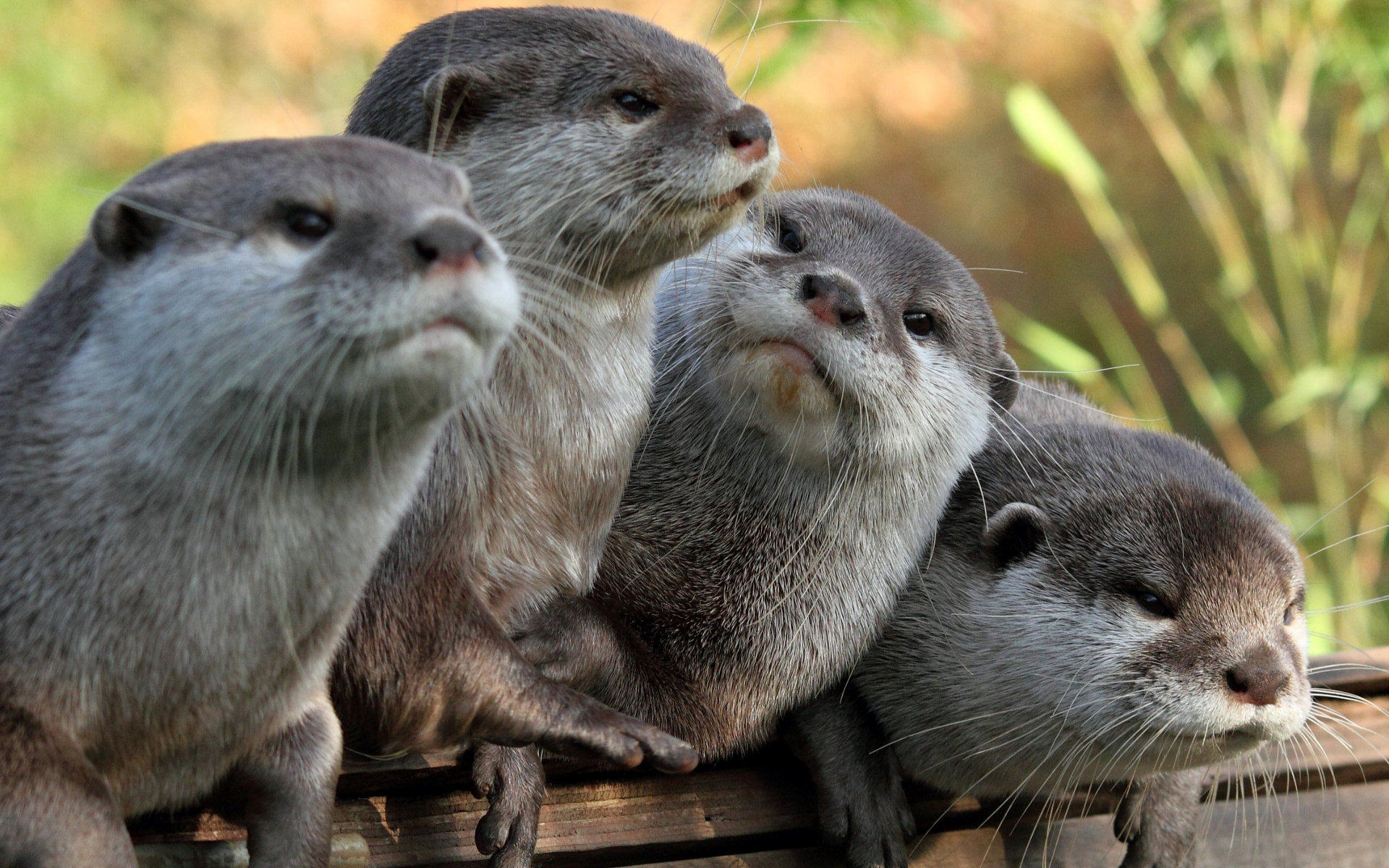 Otters Wallpapers