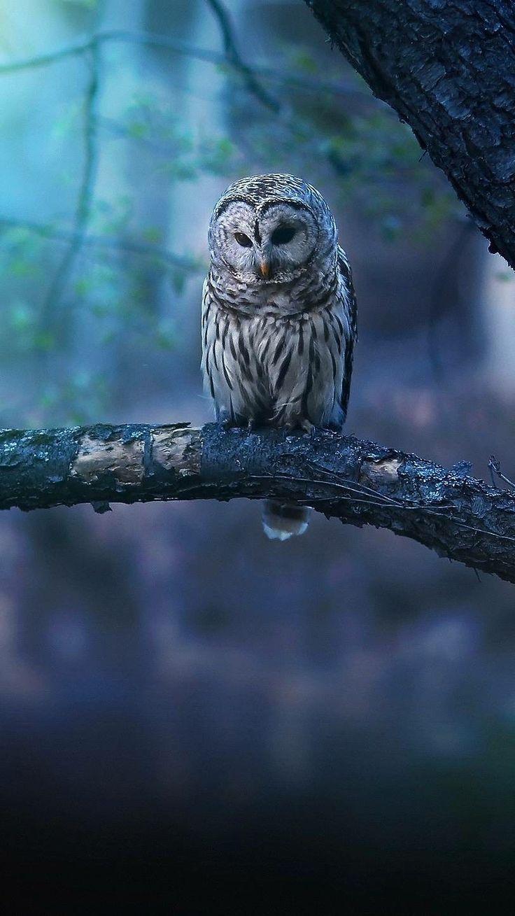 Owl Wallpapers