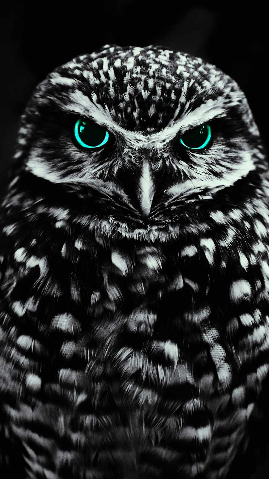 Owl Wallpapers