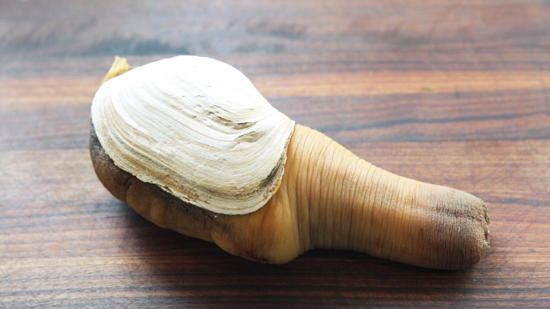 Pacific Geoduck Wallpapers