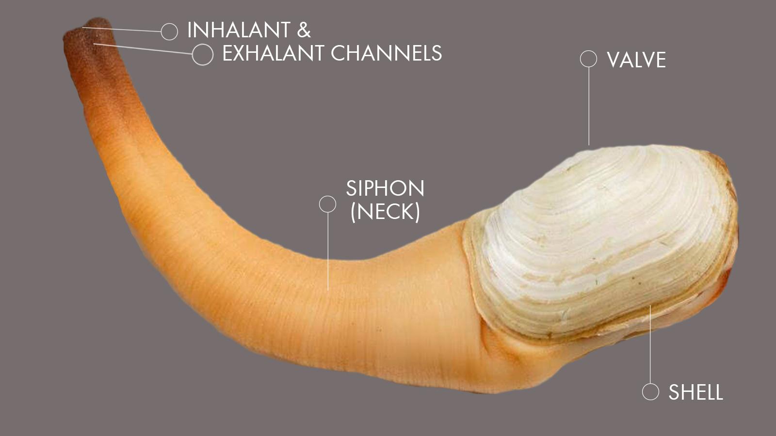 Pacific Geoduck Wallpapers