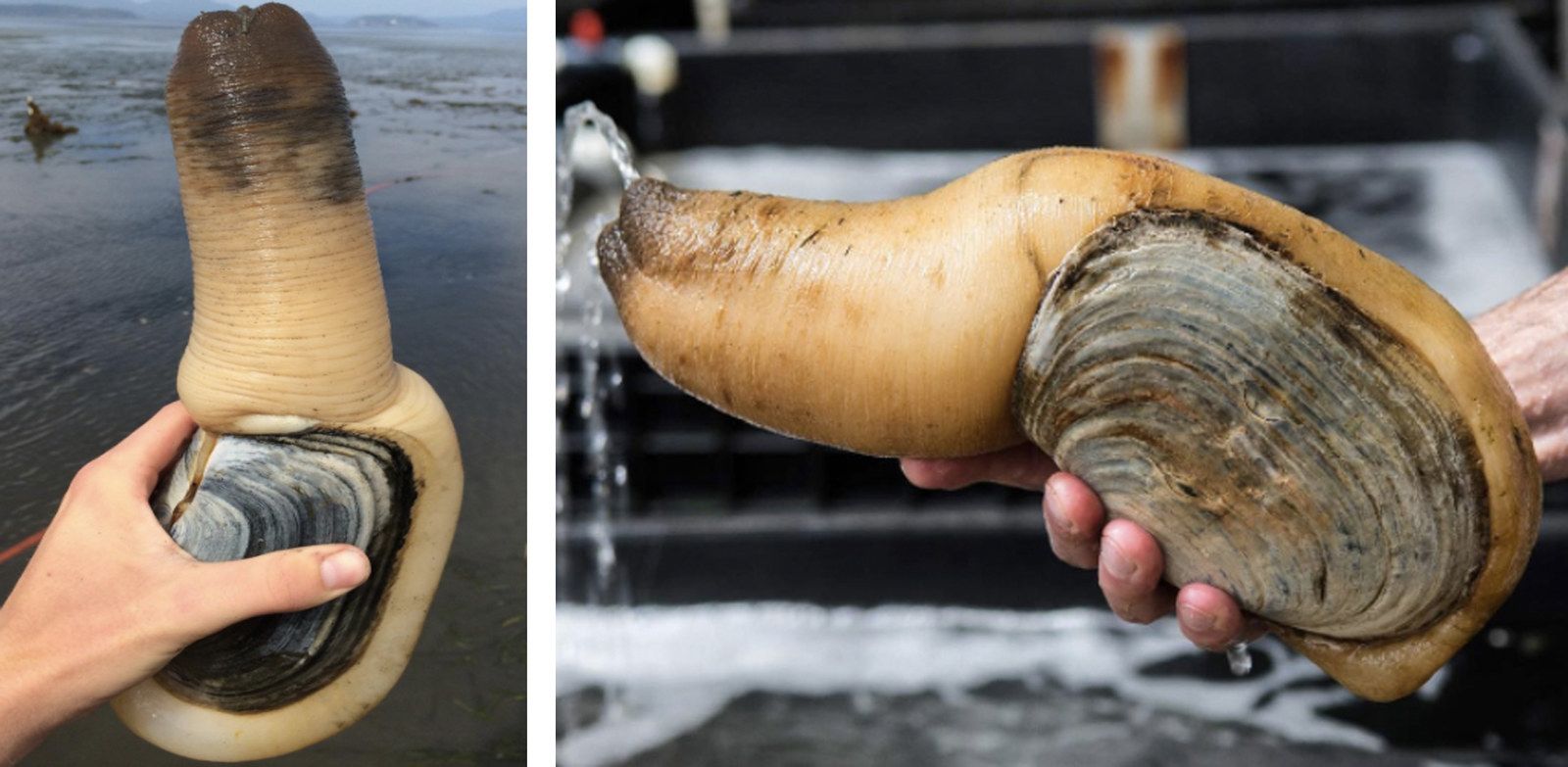 Pacific Geoduck Wallpapers