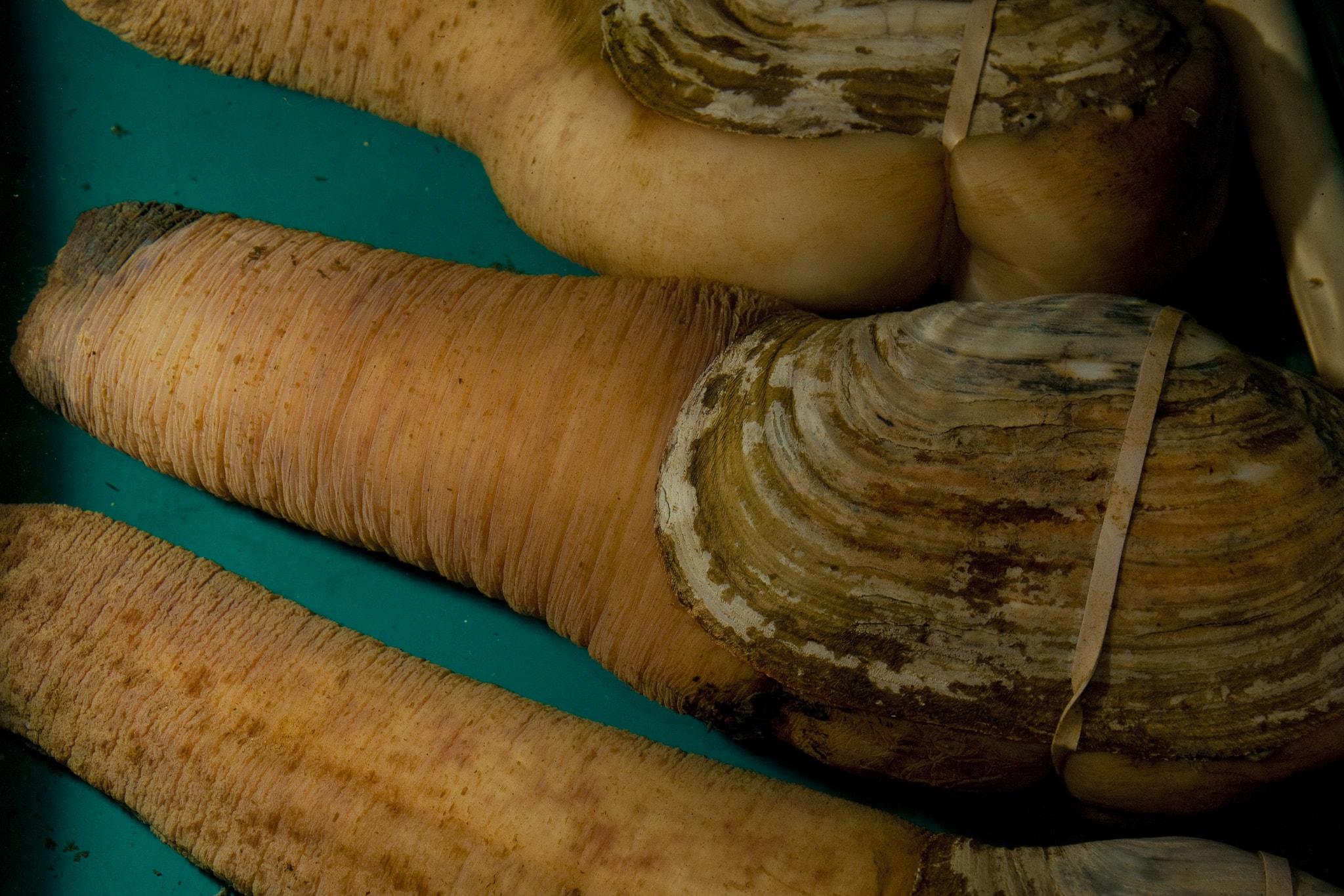 Pacific Geoduck Wallpapers