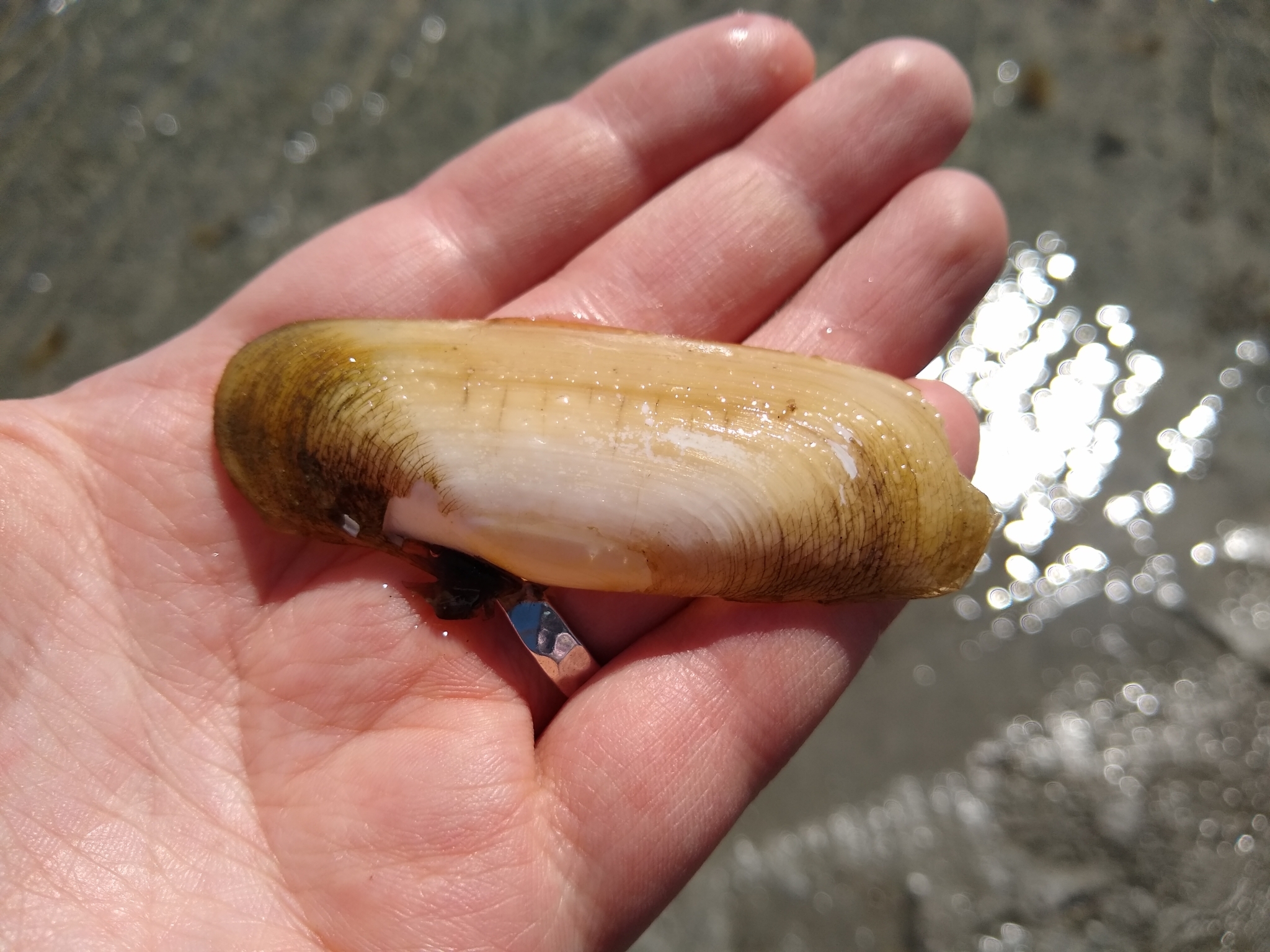 Pacific Geoduck Wallpapers