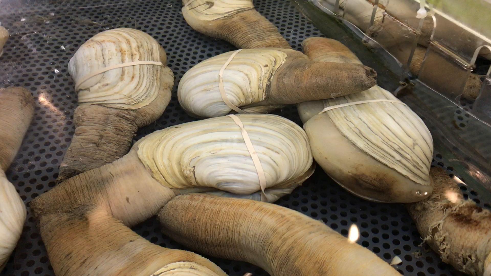 Pacific Geoduck Wallpapers