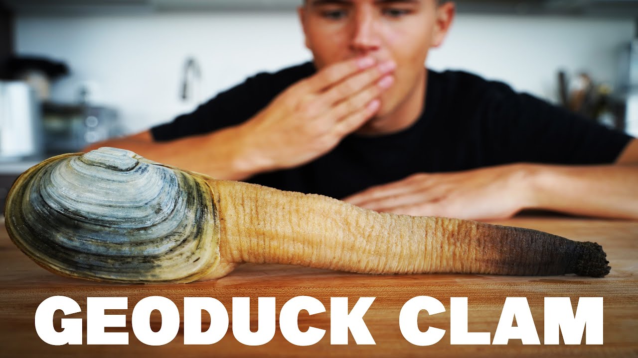 Pacific Geoduck Wallpapers