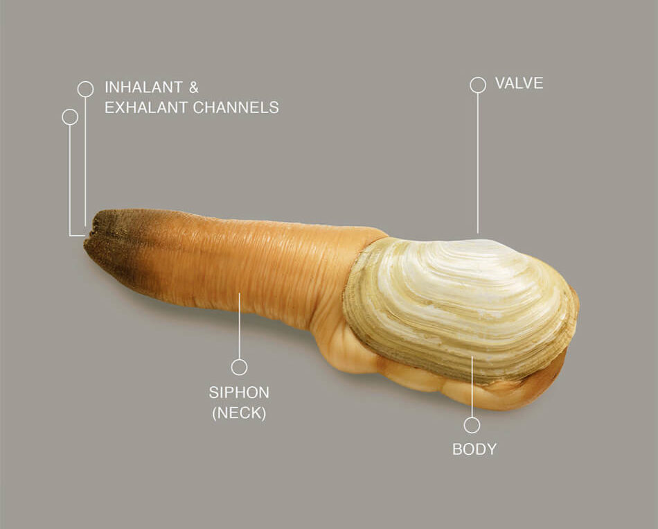 Pacific Geoduck Wallpapers