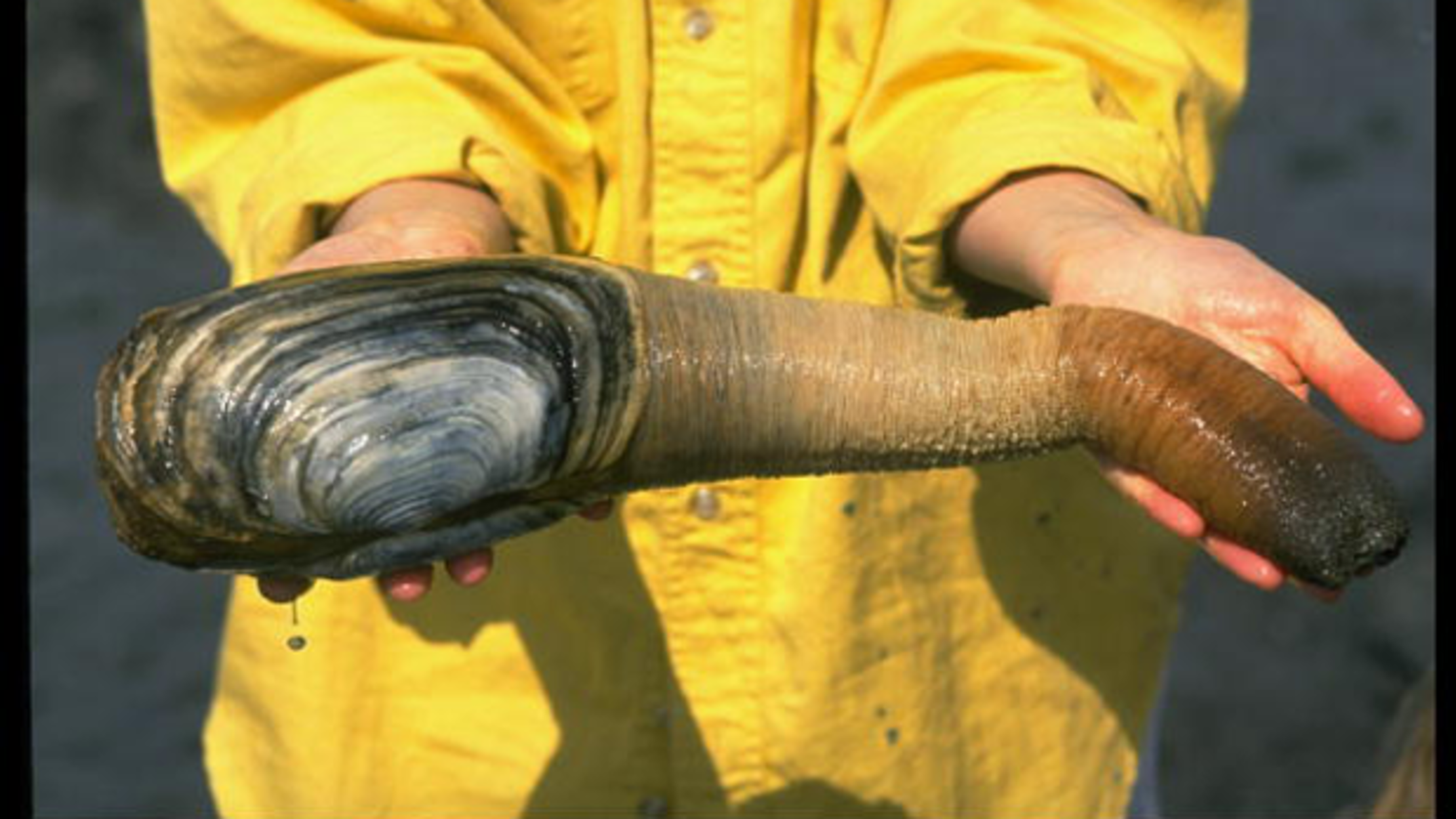 Pacific Geoduck Wallpapers