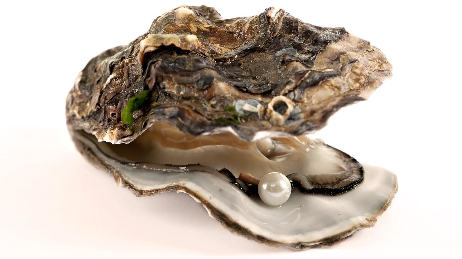 Pacific Oyster Wallpapers