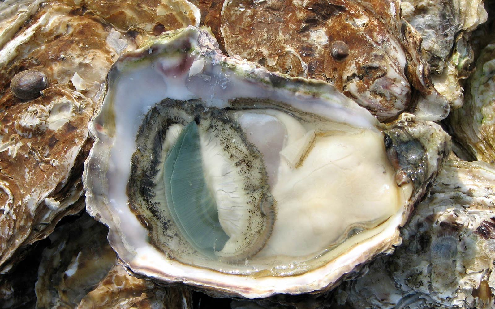 Pacific Oyster Wallpapers