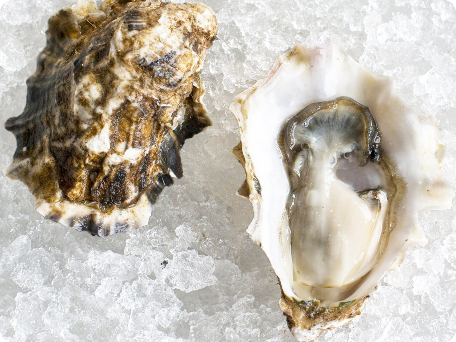 Pacific Oyster Wallpapers