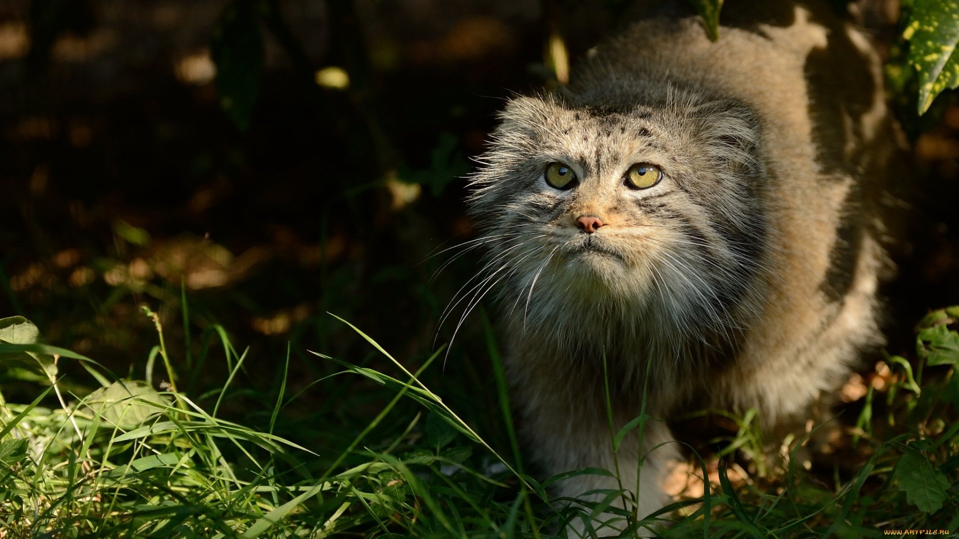 Pallas'S Cat Wallpapers