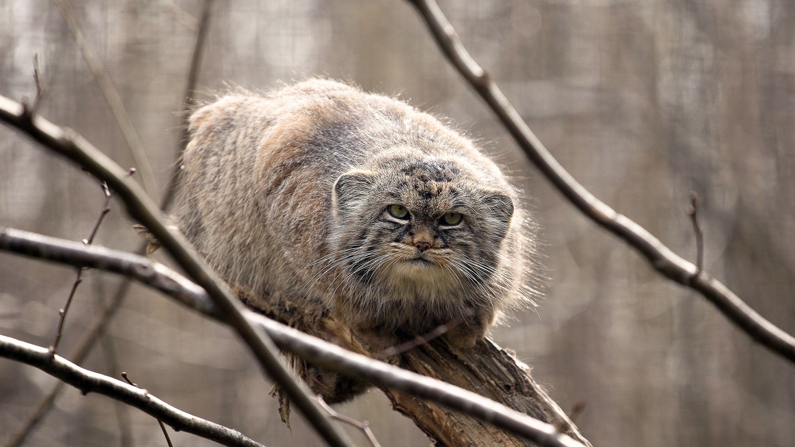 Pallas'S Cat Wallpapers