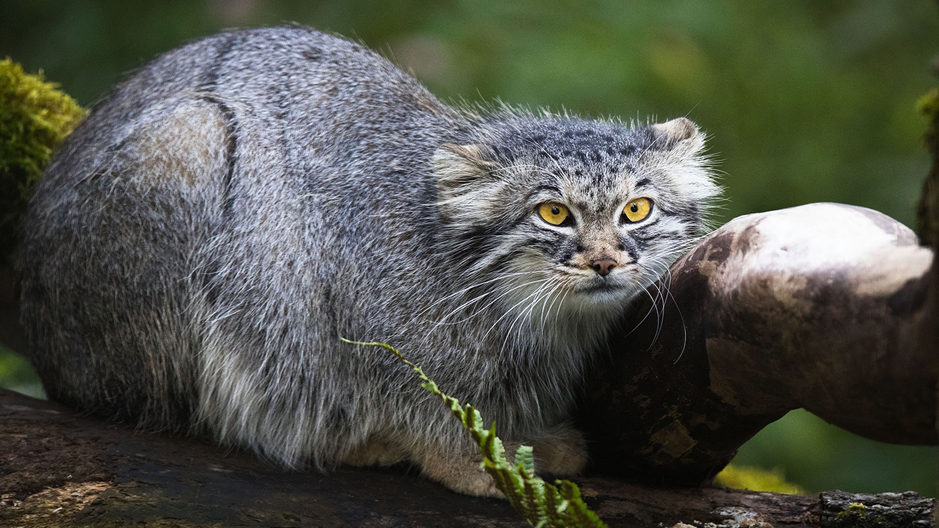 Pallas'S Cat Wallpapers