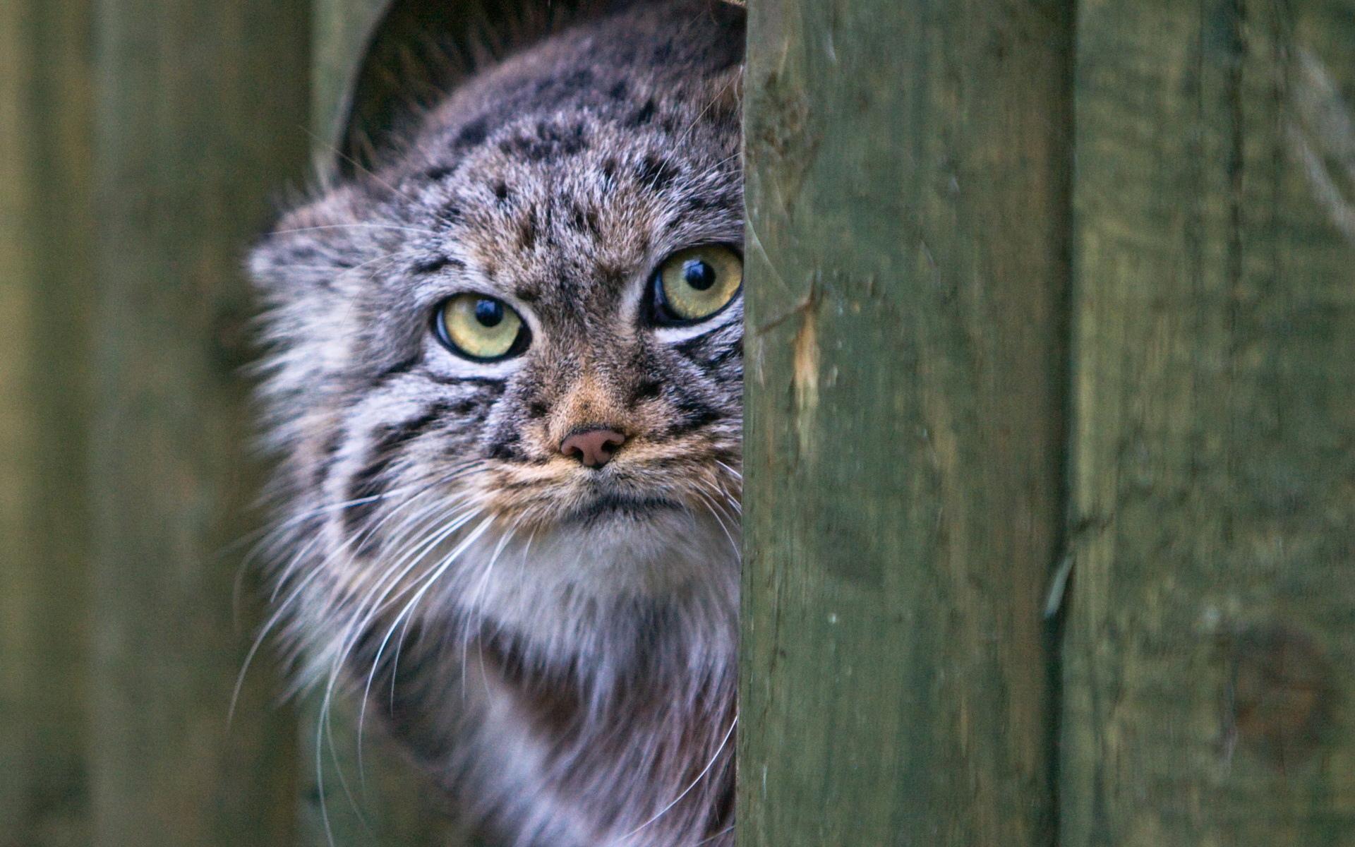 Pallas'S Cat Wallpapers