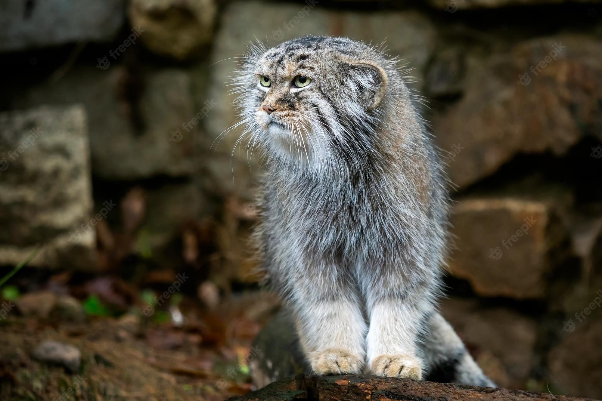 Pallas'S Cat Wallpapers