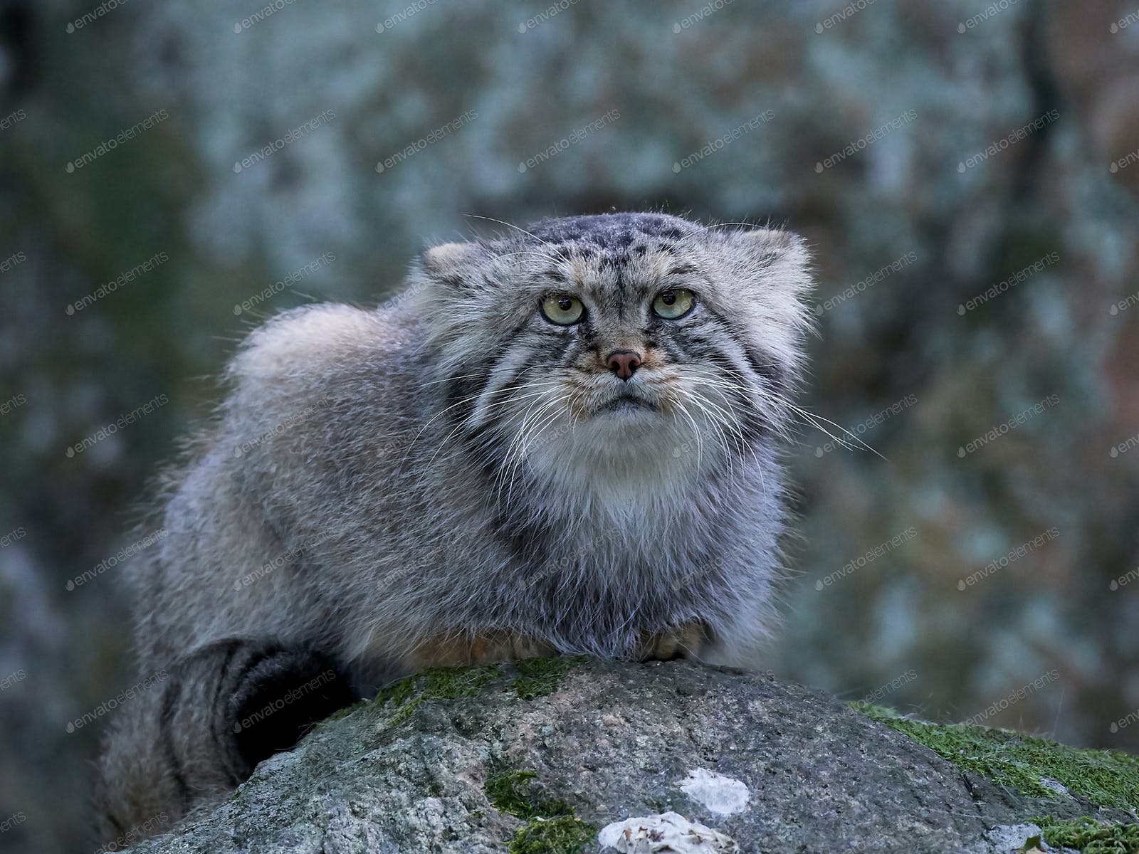 Pallas'S Cat Wallpapers