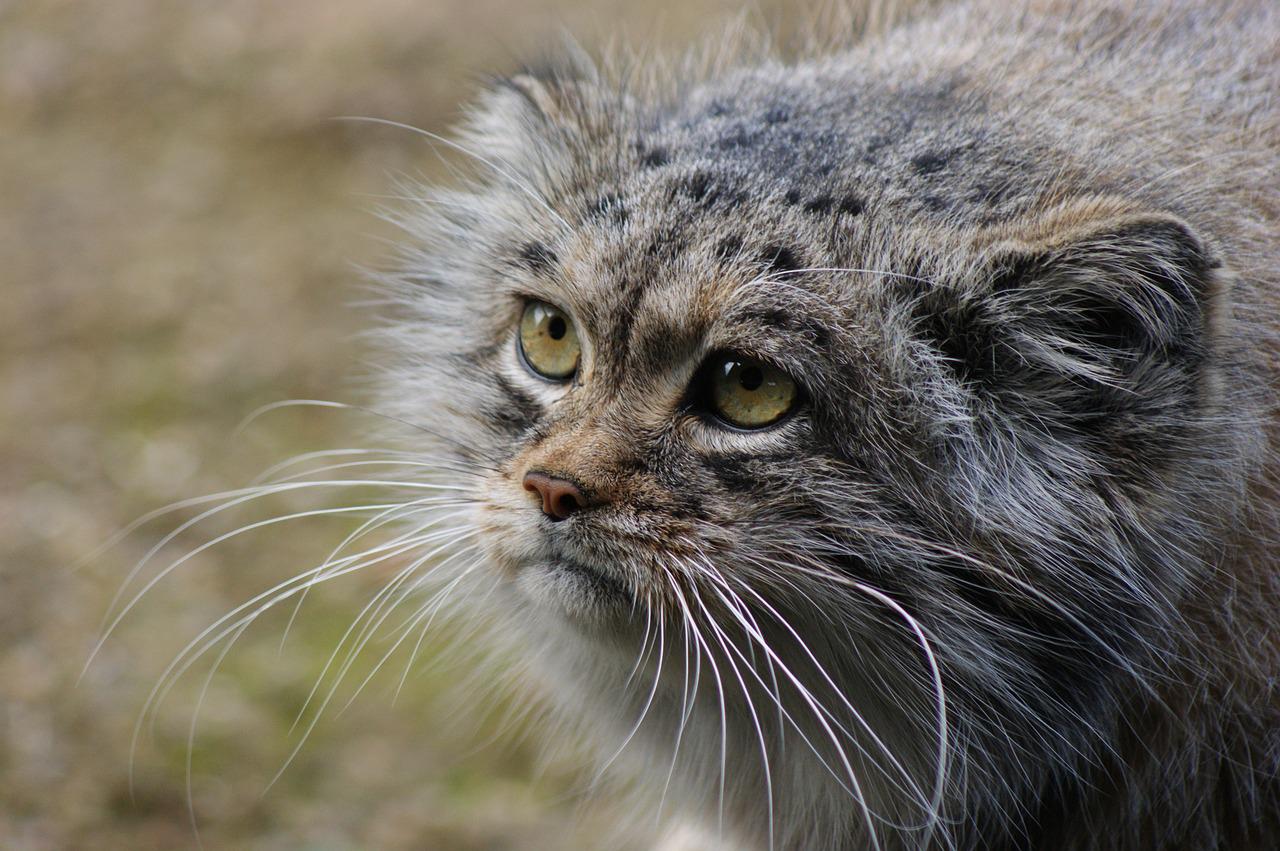 Pallas'S Cat Wallpapers