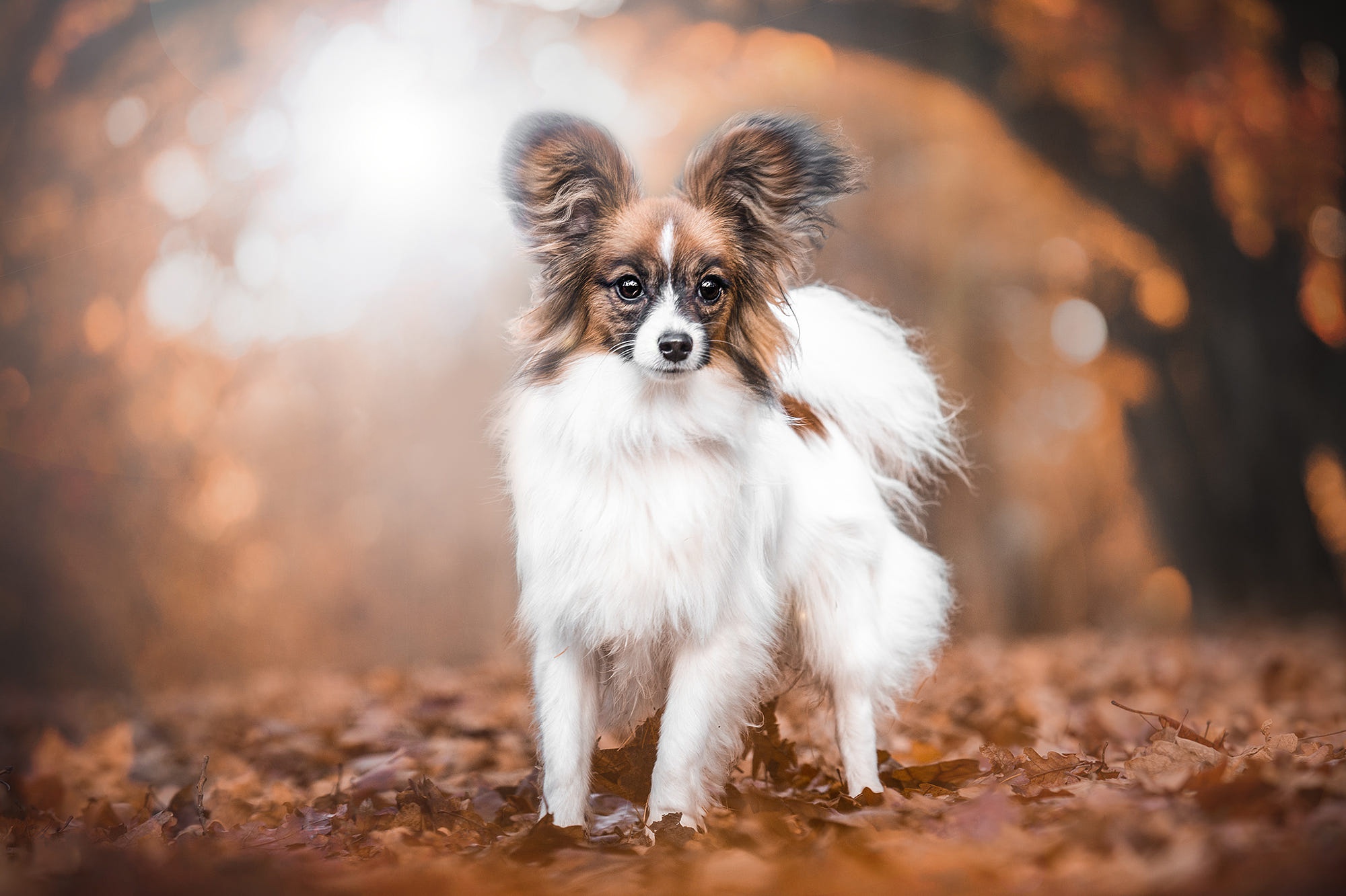 Papillon Wallpapers