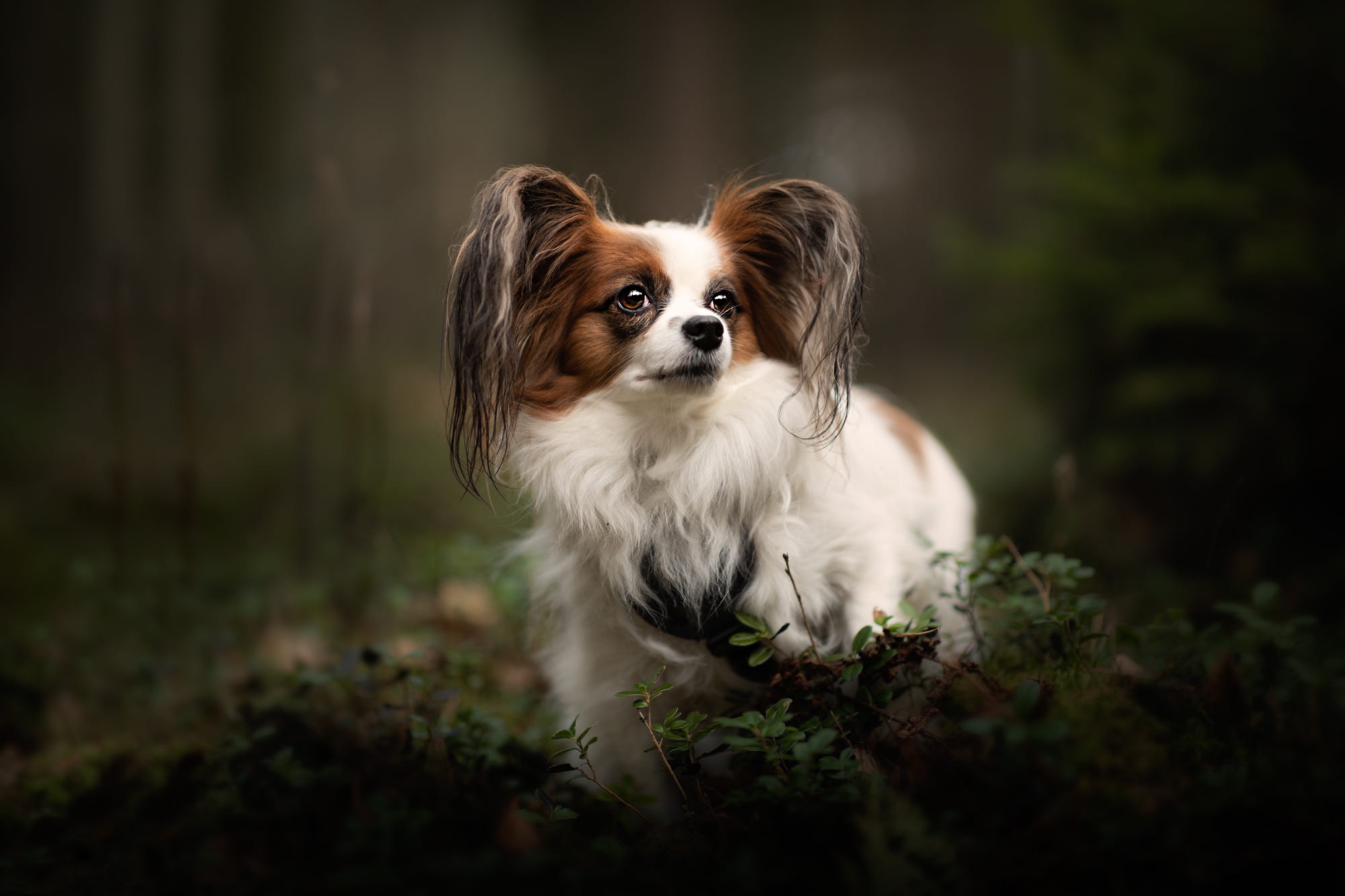 Papillon Wallpapers